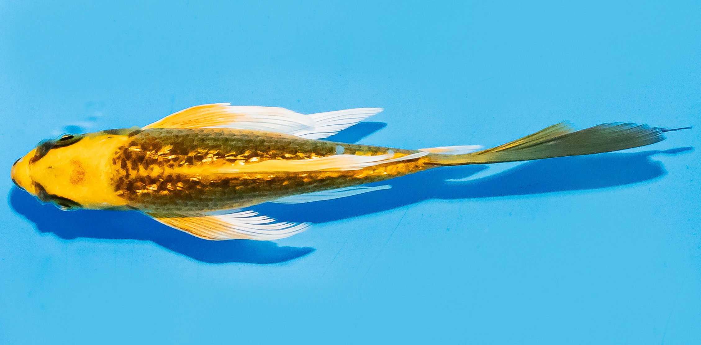 Butterfly Koi 14-17cm Nr. 7416