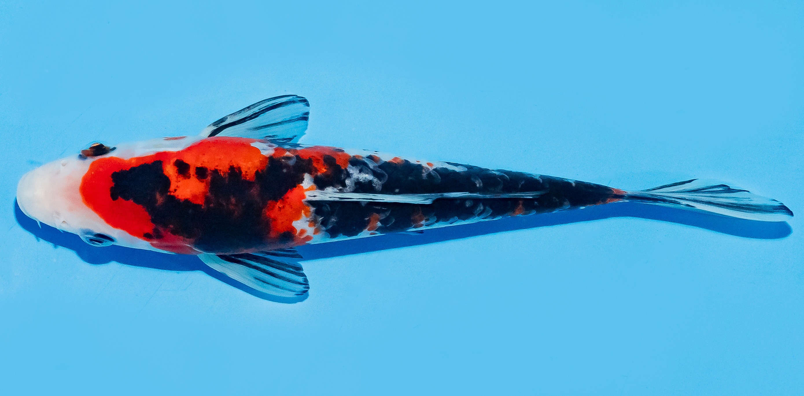 Koi 17-20cm Nr. 8722