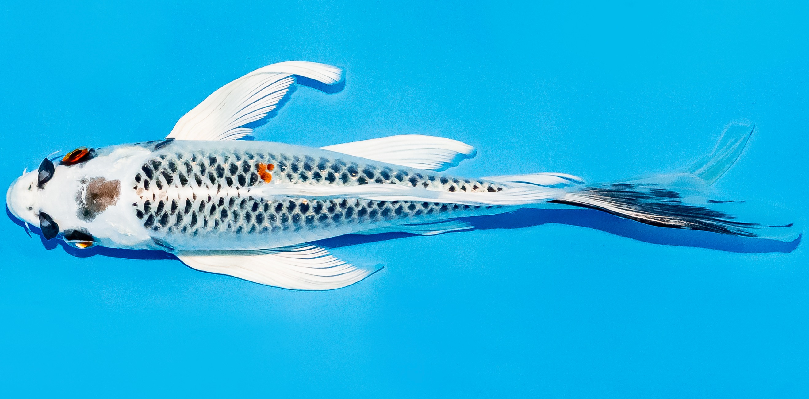 Butterfly Koi 20-25cm Nr. 5421