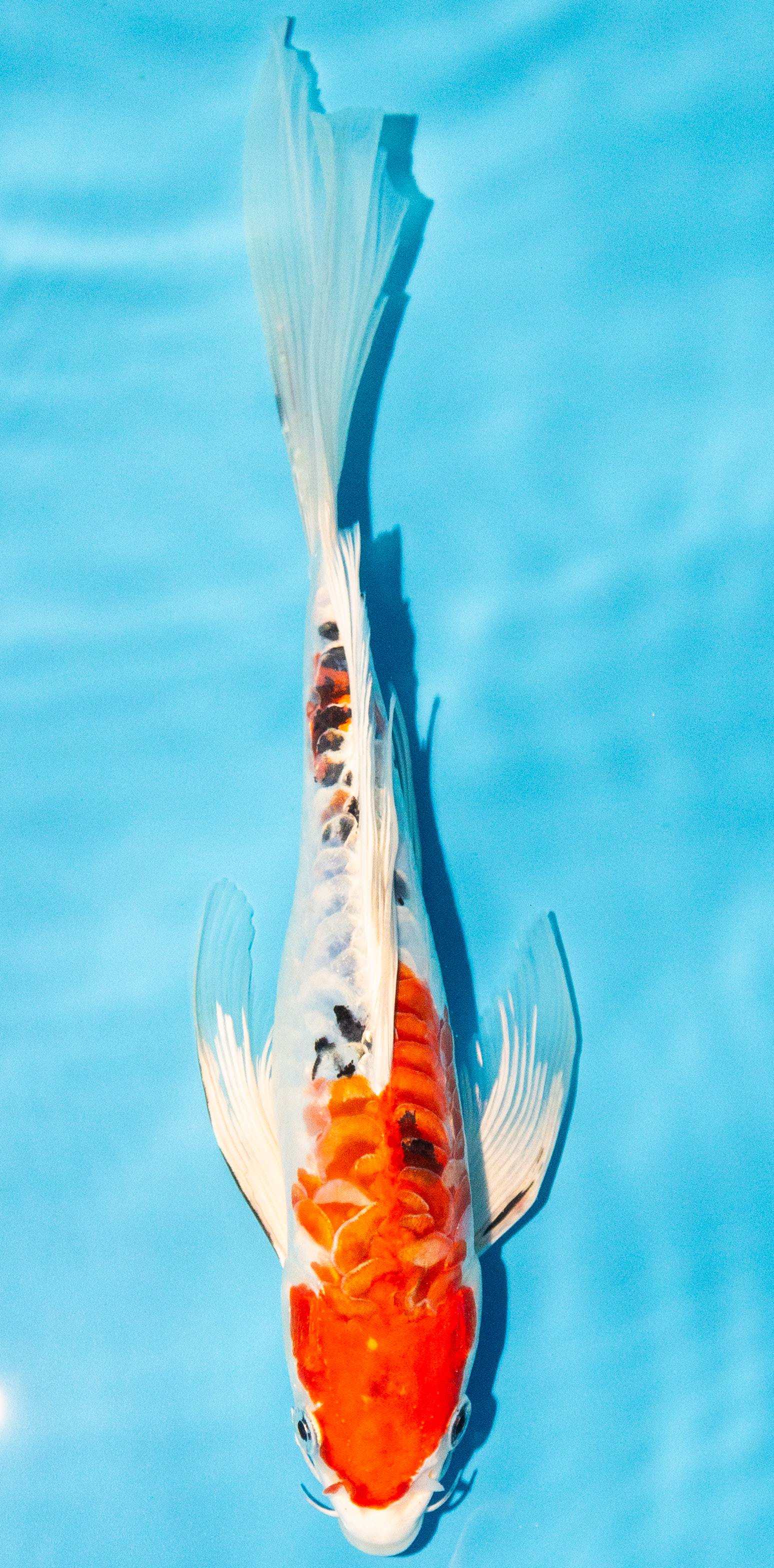 Butterfly Koi 25-30cm Nr. 2423