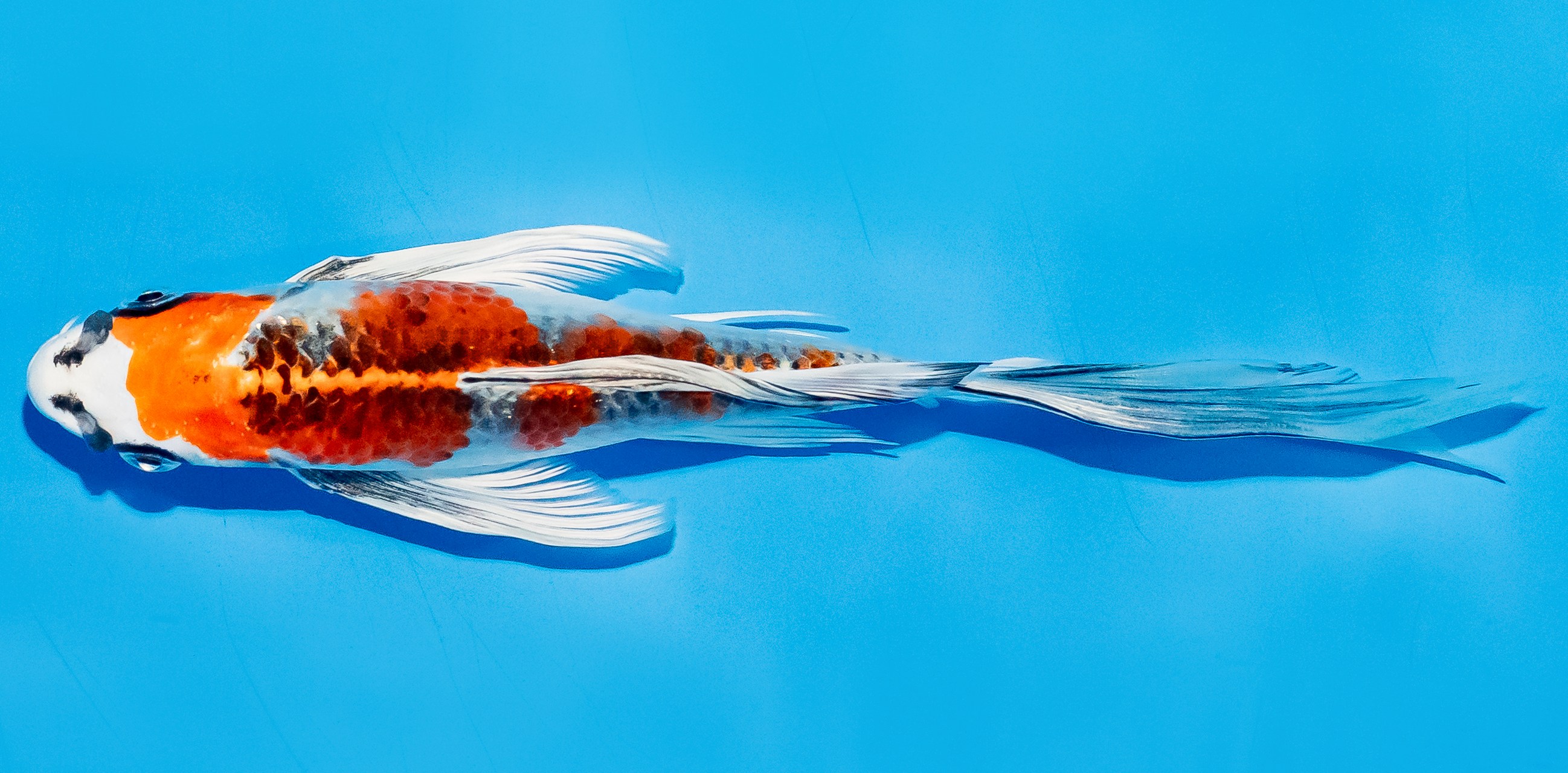 Butterfly Koi 20-25cm Nr. 5435