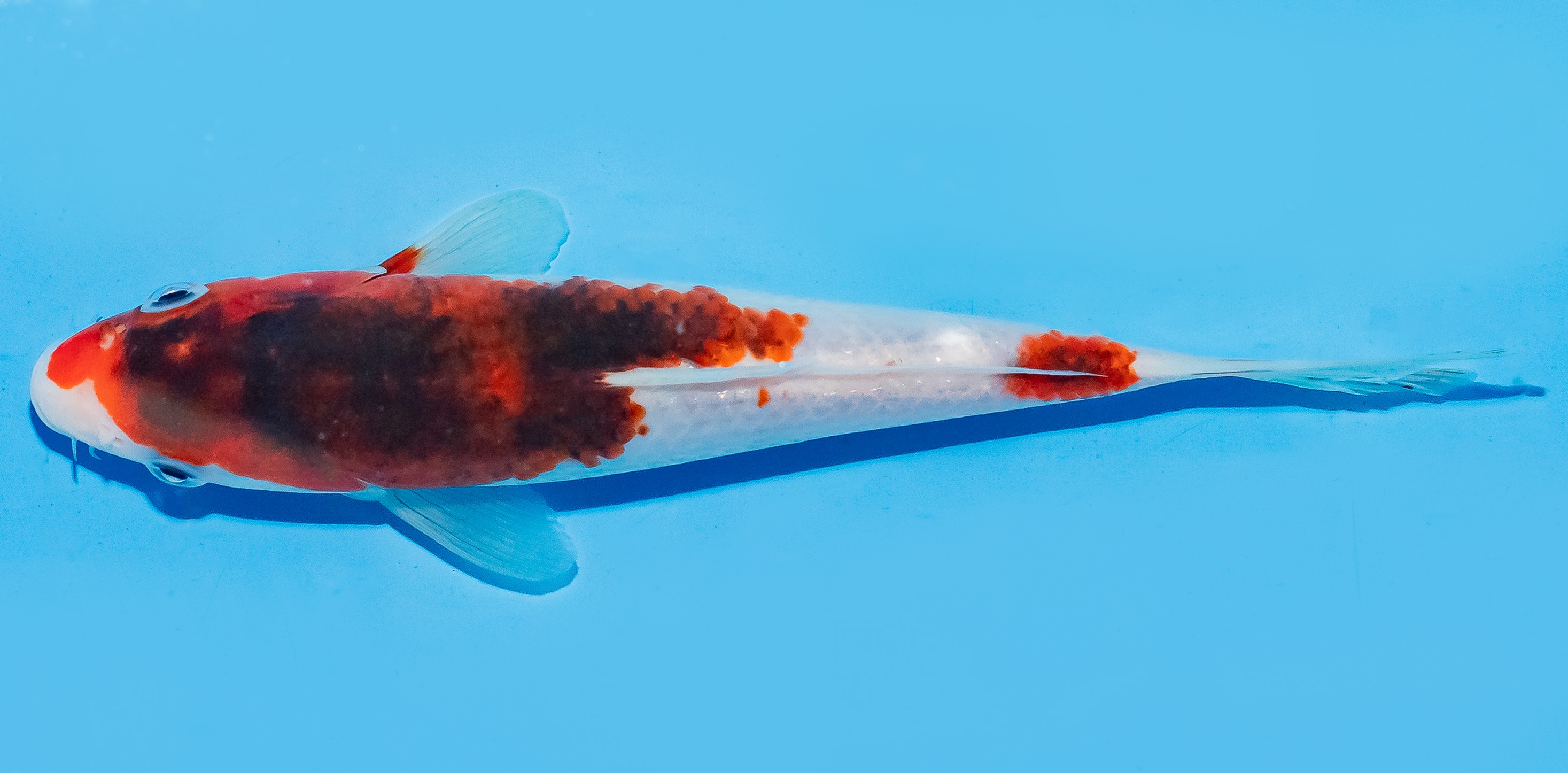 Koi 17-20cm Nr. 8746