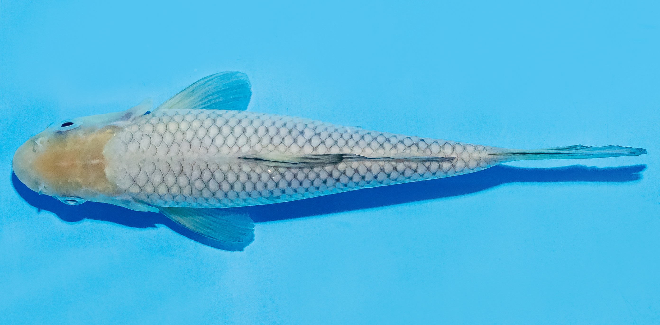 Koi 17-20cm Nr. 7791