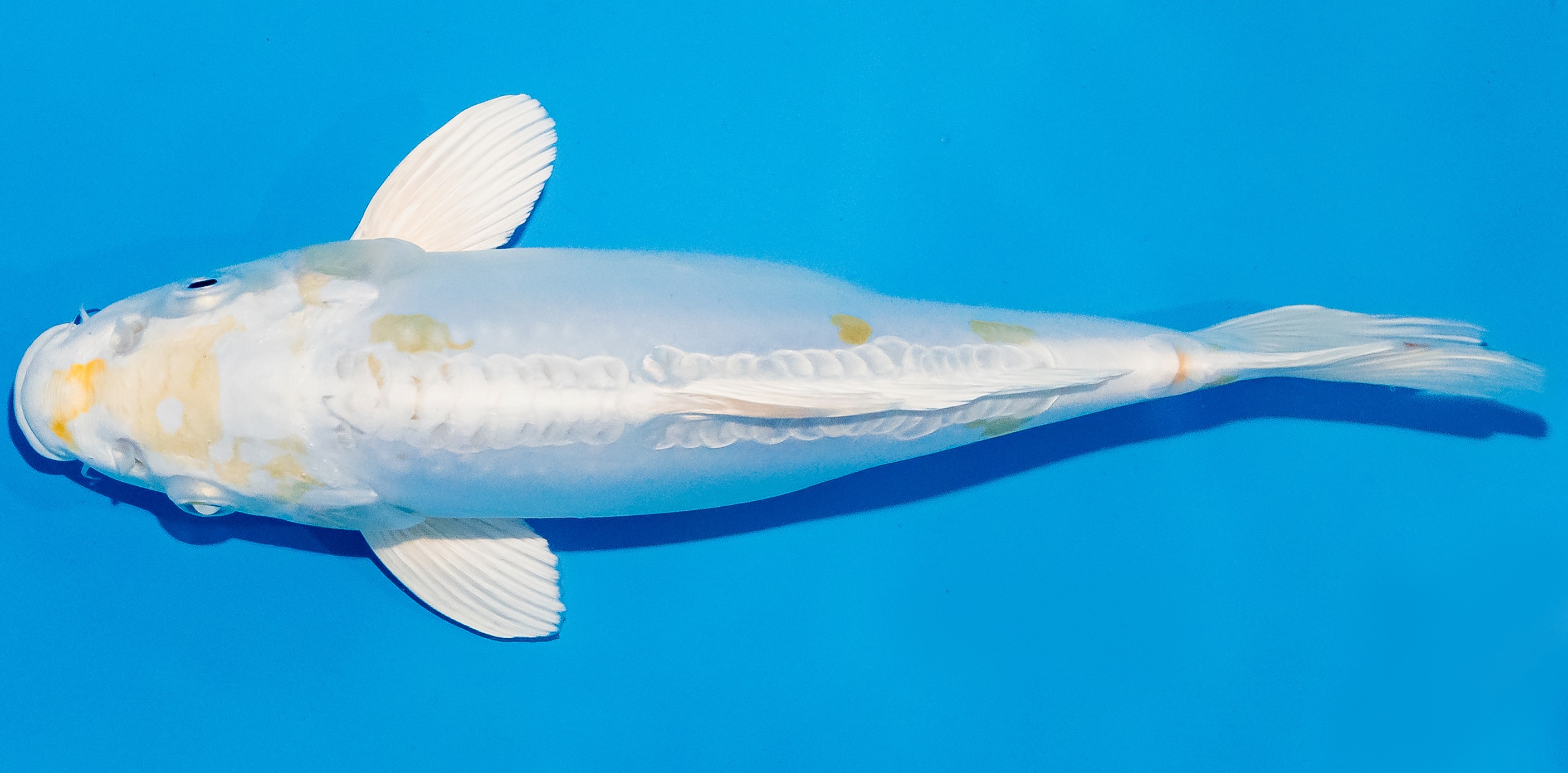 Koi 25-30cm Nr. 1696