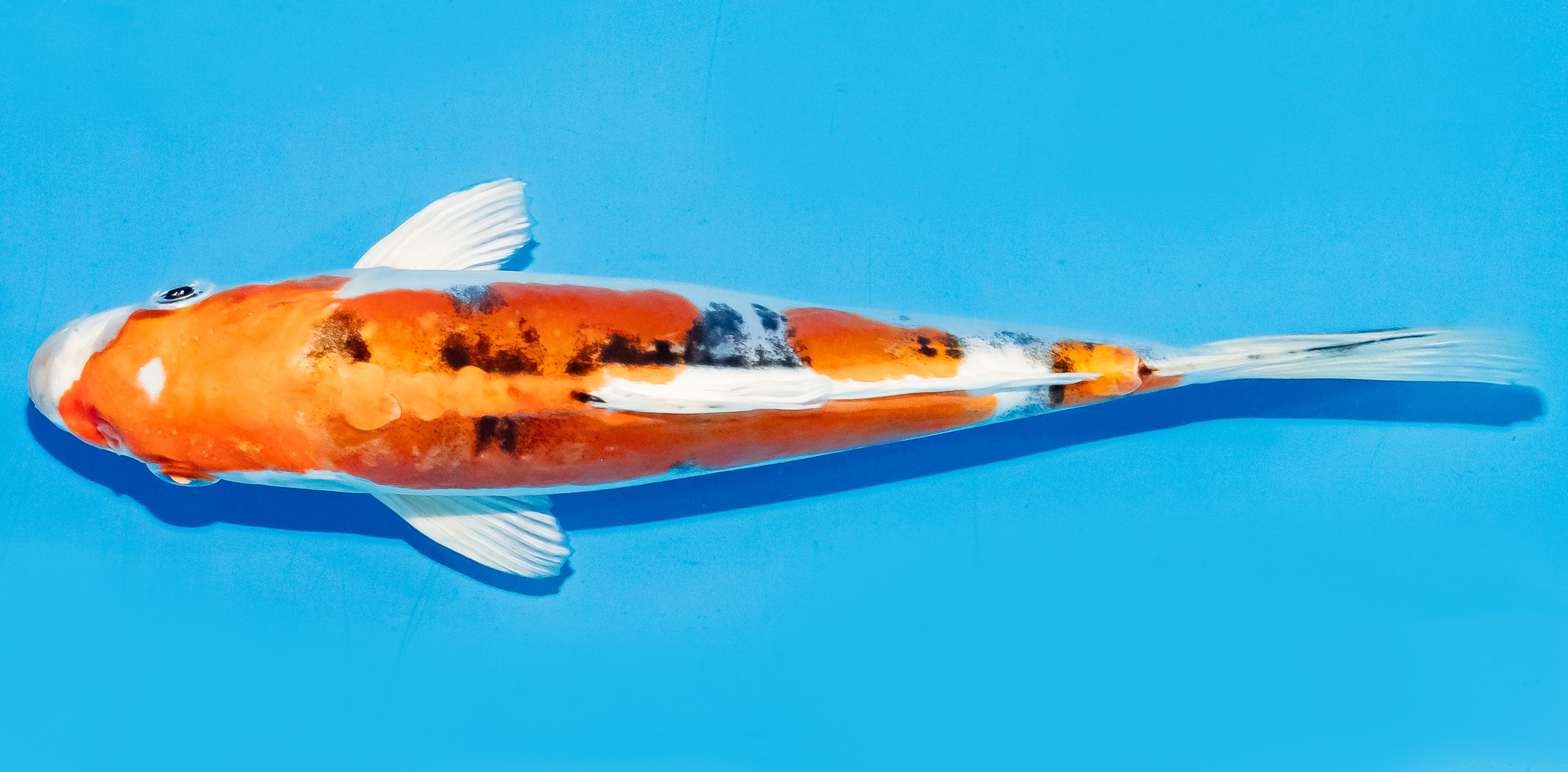 Koi 17-20cm Nr. 6861