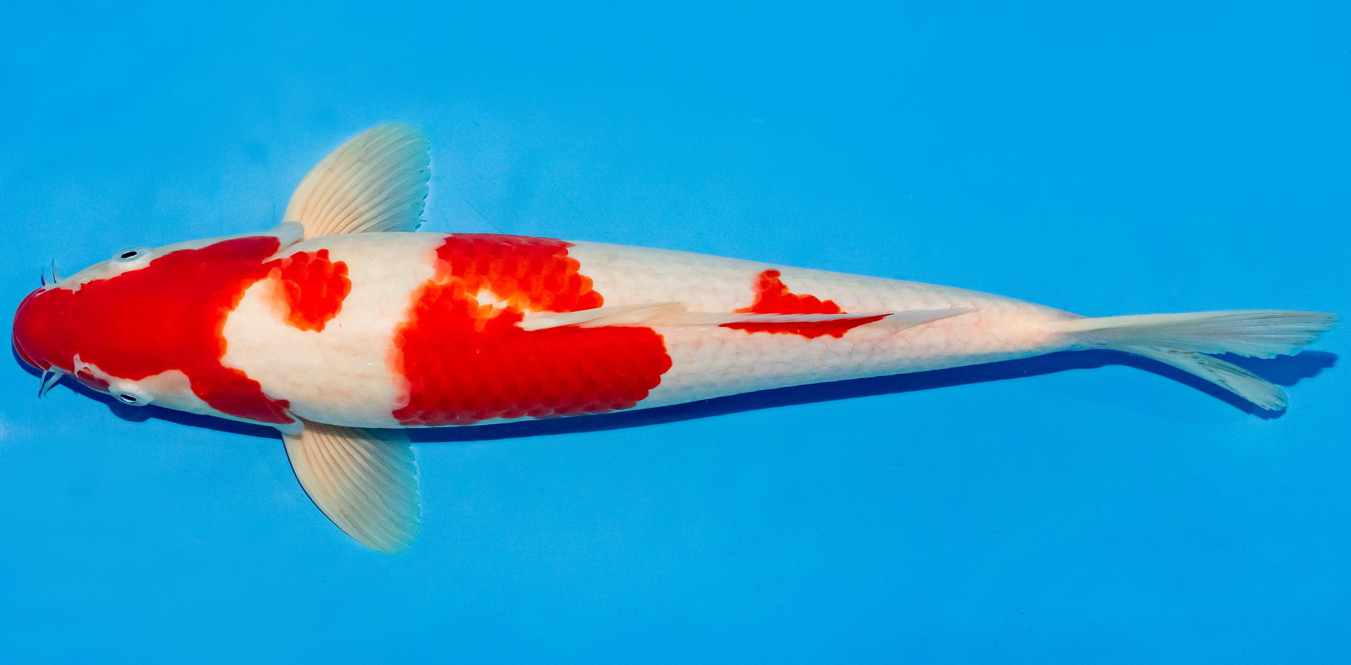 Koi 40-45cm Nr. 4952