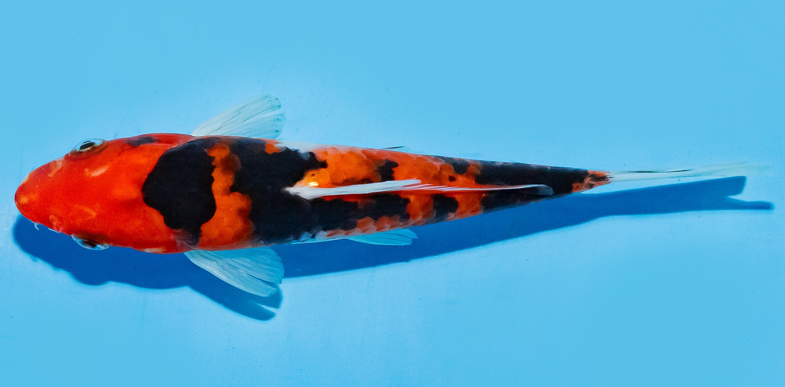 Koi 17-20cm Nr. 8766