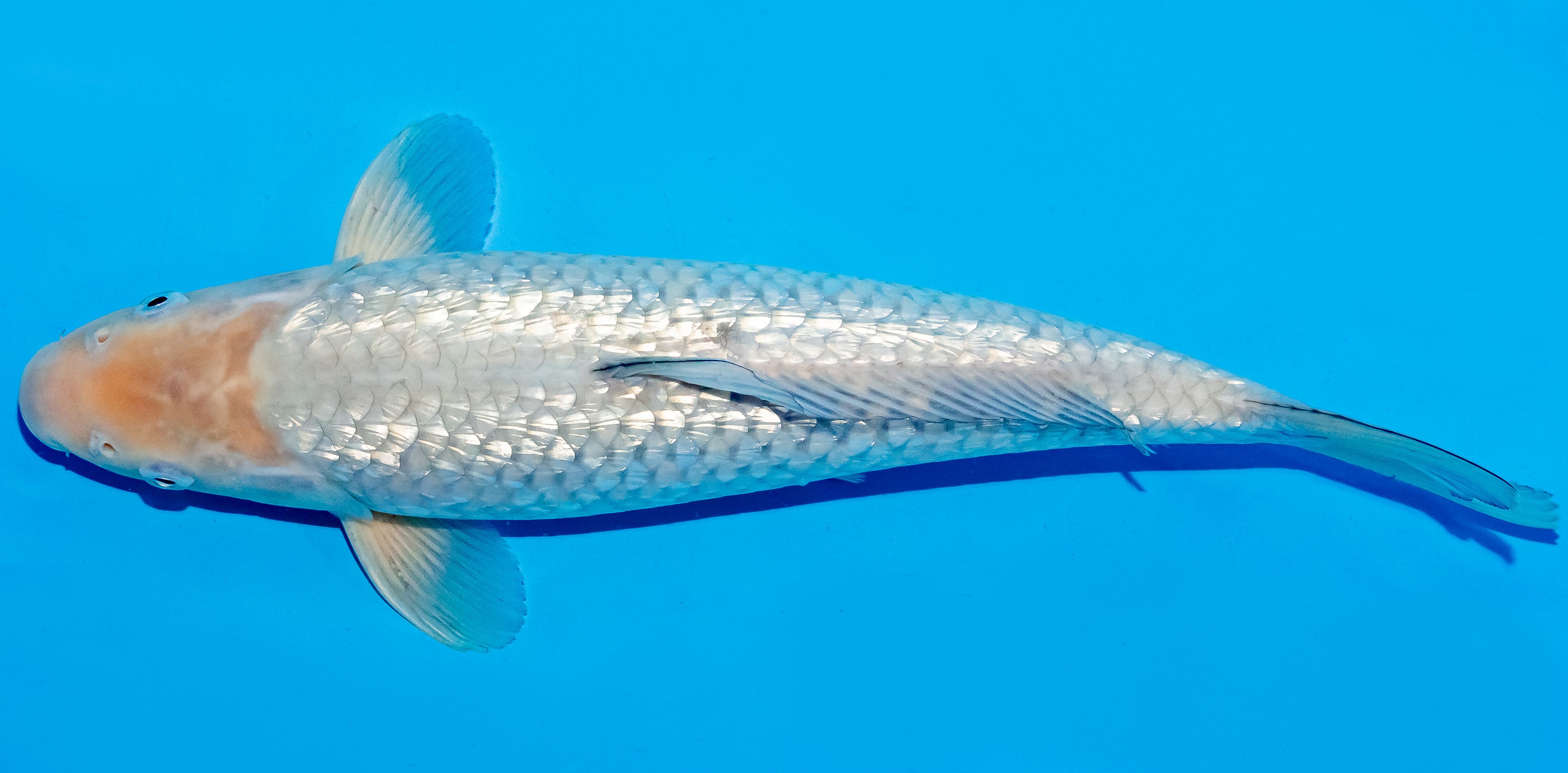 Koi 35-40cm Nr. 5040