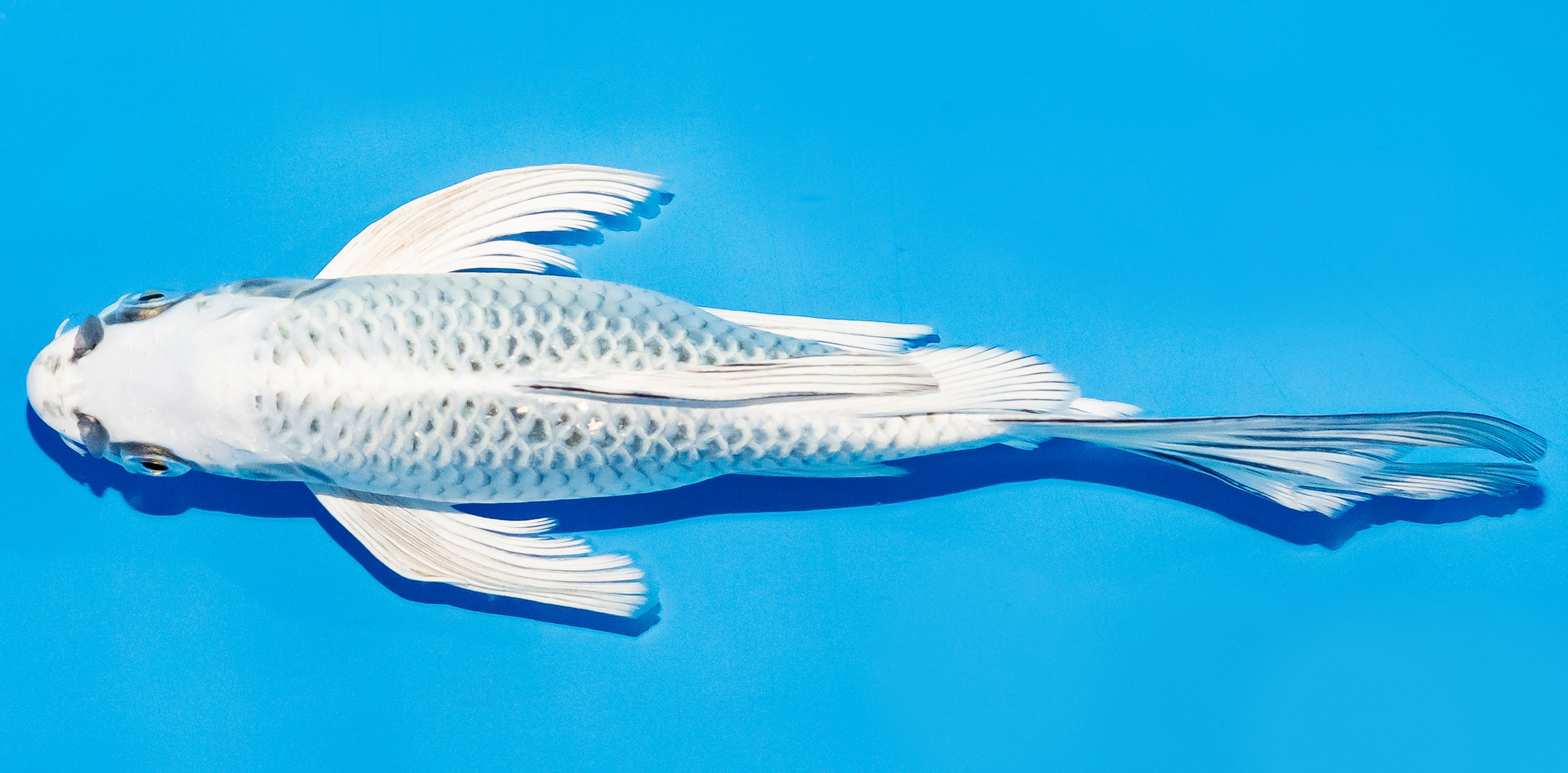 Butterfly Koi 20-25cm Nr. 5439