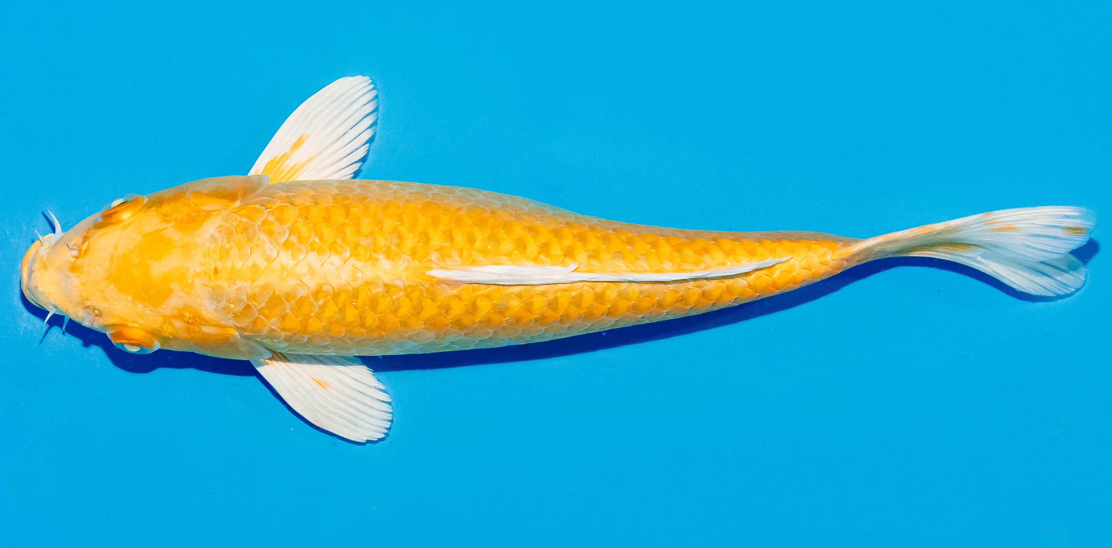 Koi 25-30cm Nr. 5209