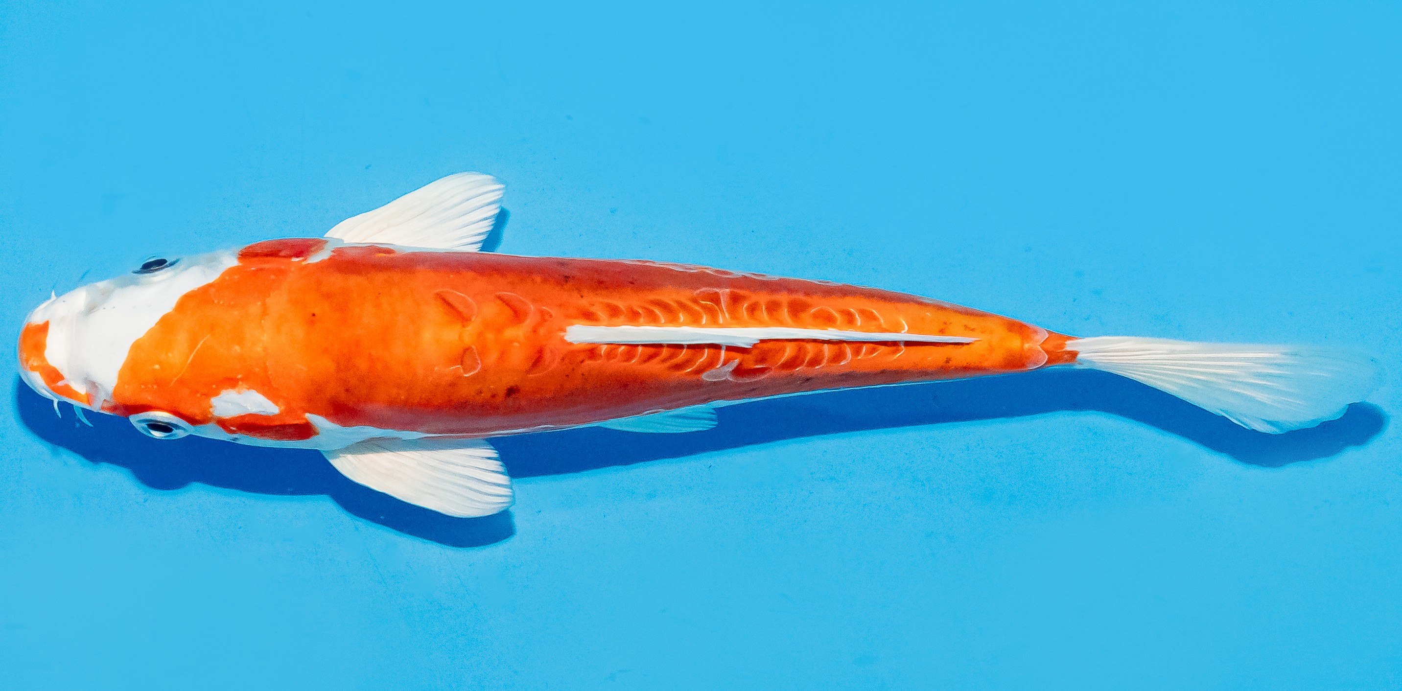 Koi 20-25cm Nr. 6030