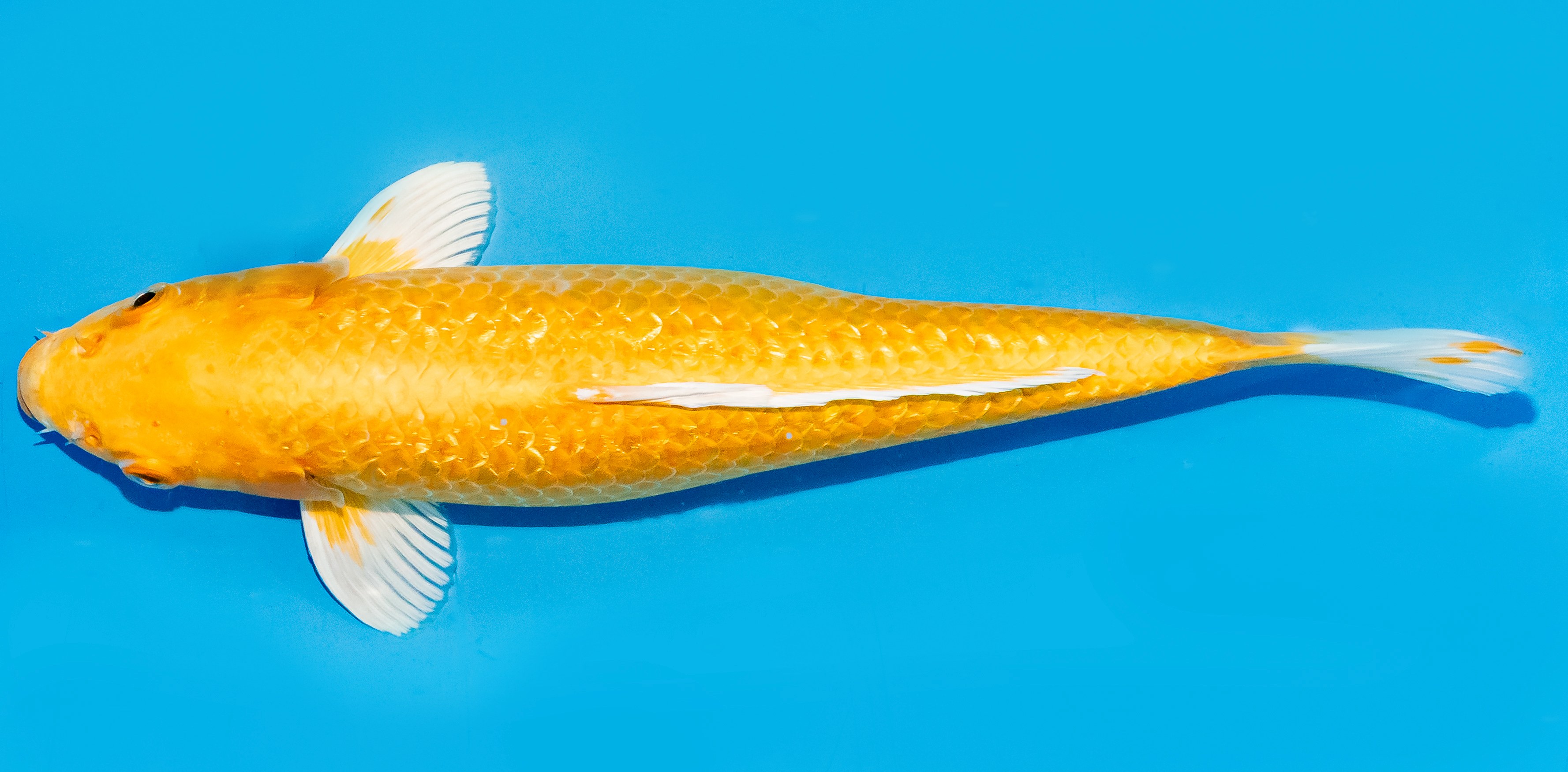 Koi 30-35cm Nr. 7626