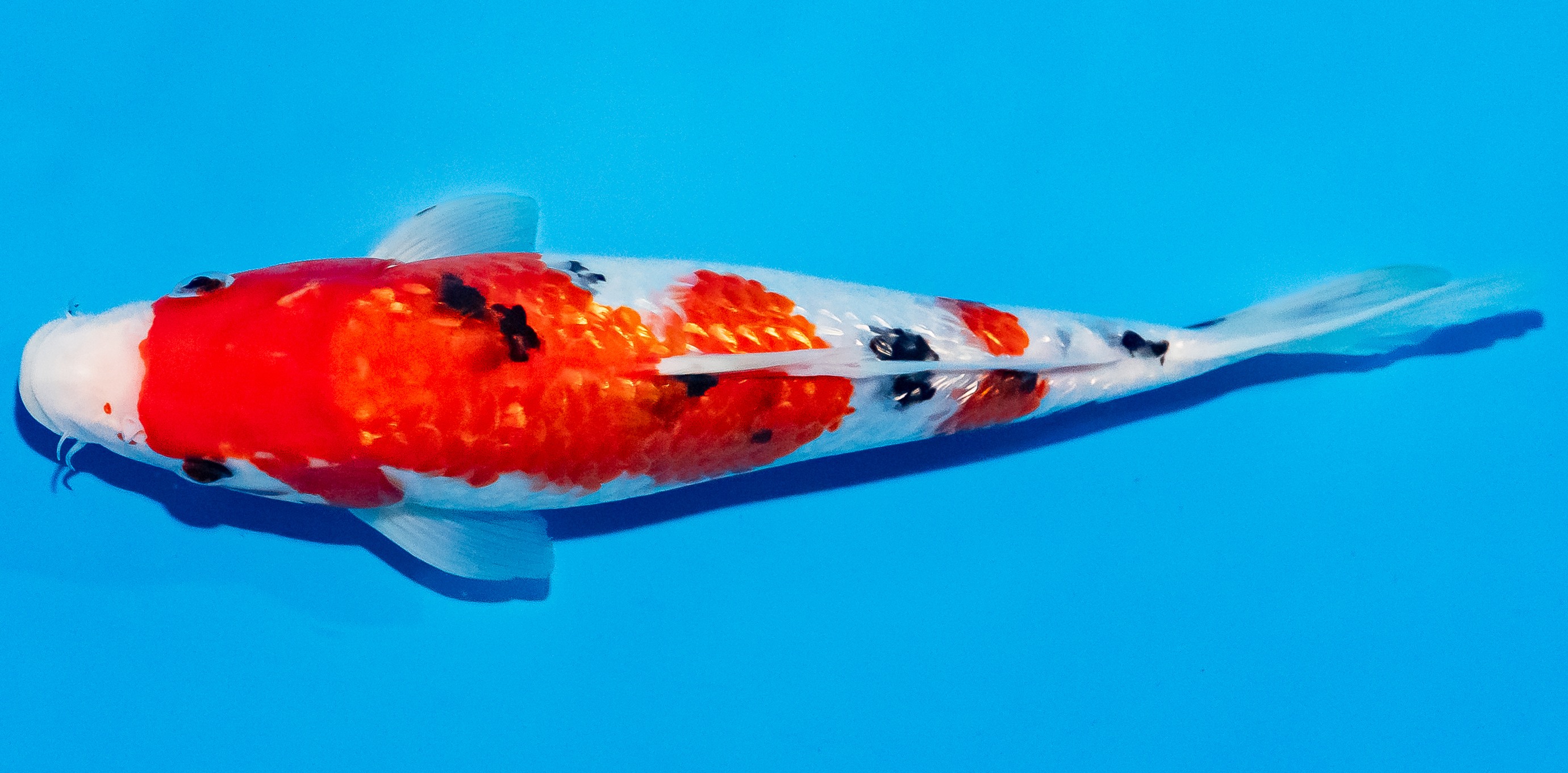 Koi 25-30cm Nr. 1706