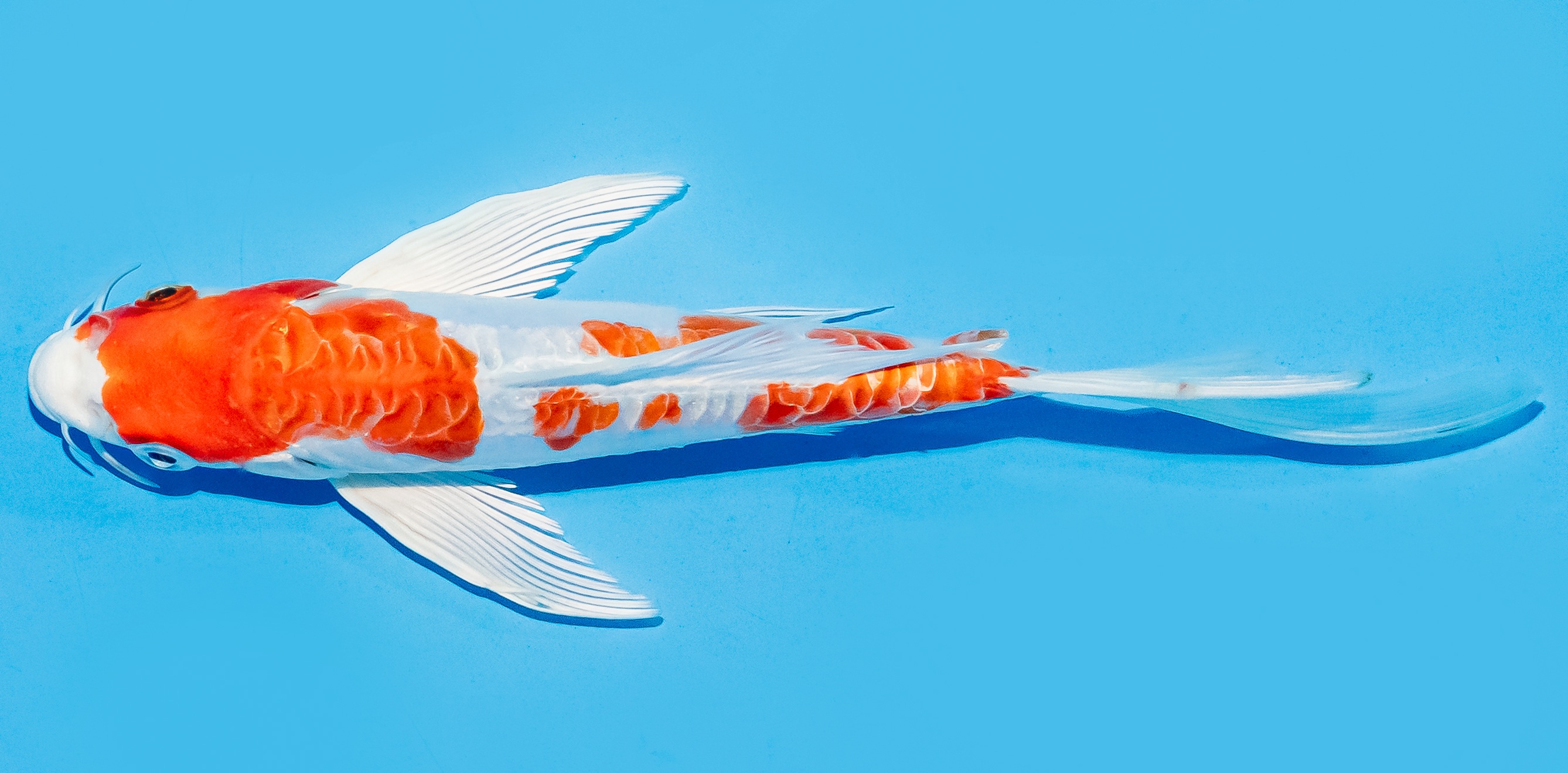 Butterfly Koi 17-20cm Nr. 6930