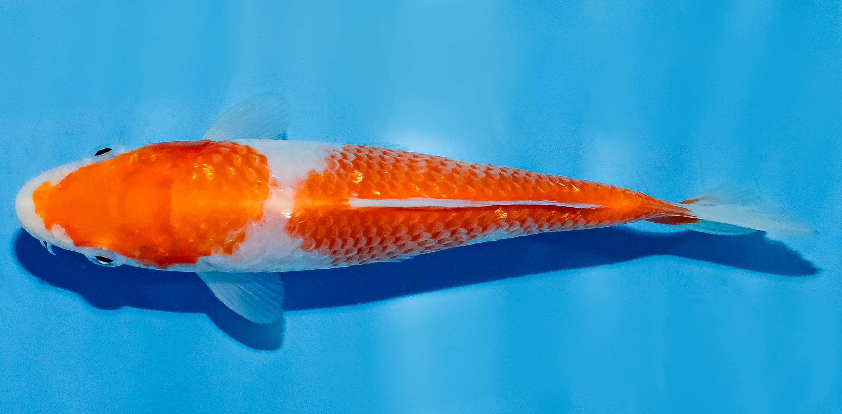 Koi 14-17cm Nr. 4711