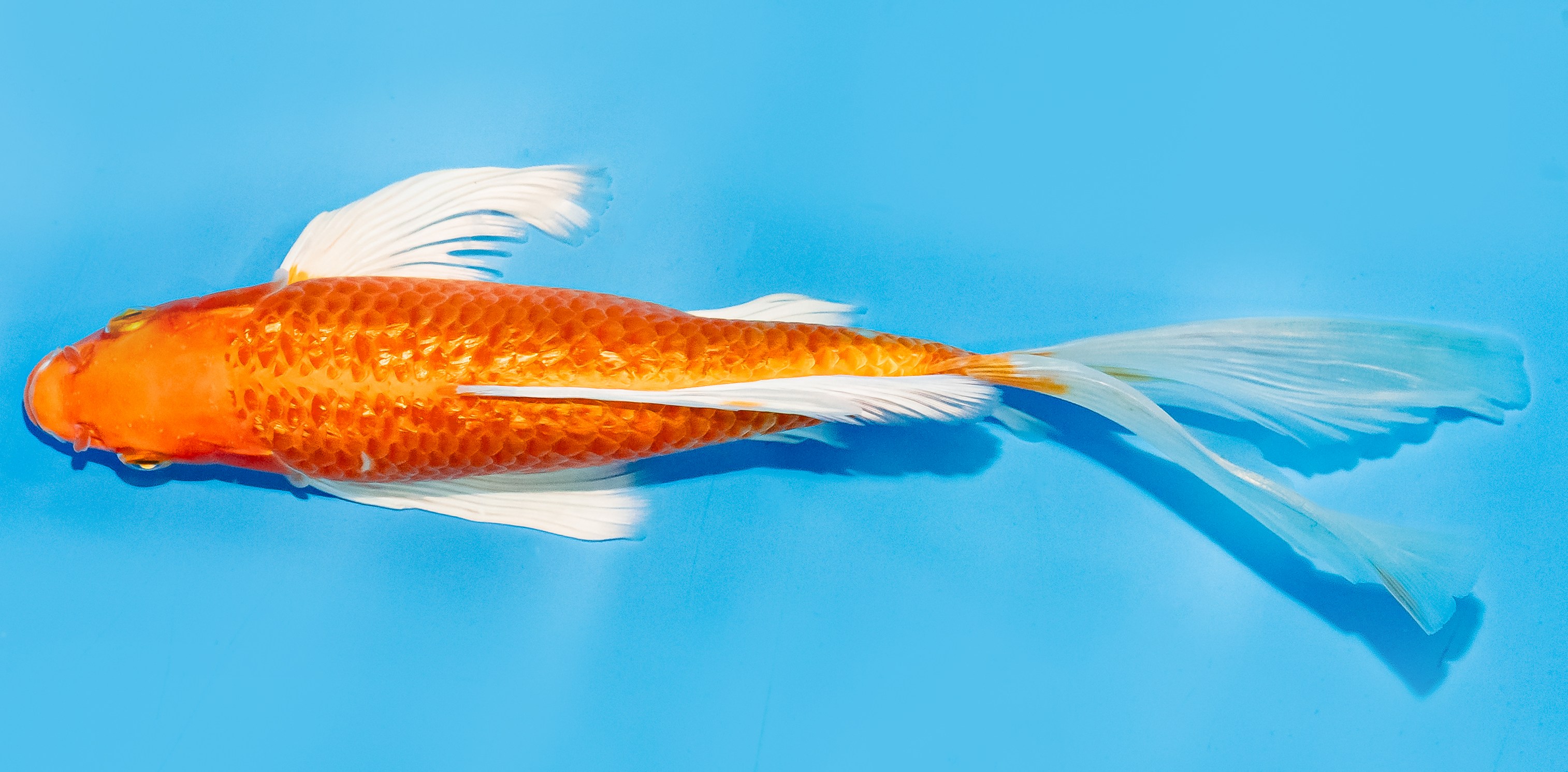 Butterfly Koi 20-25cm Nr. 7334
