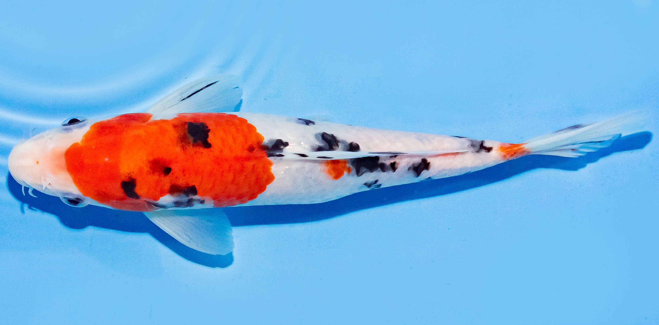 Koi 20-25cm Nr. 7537