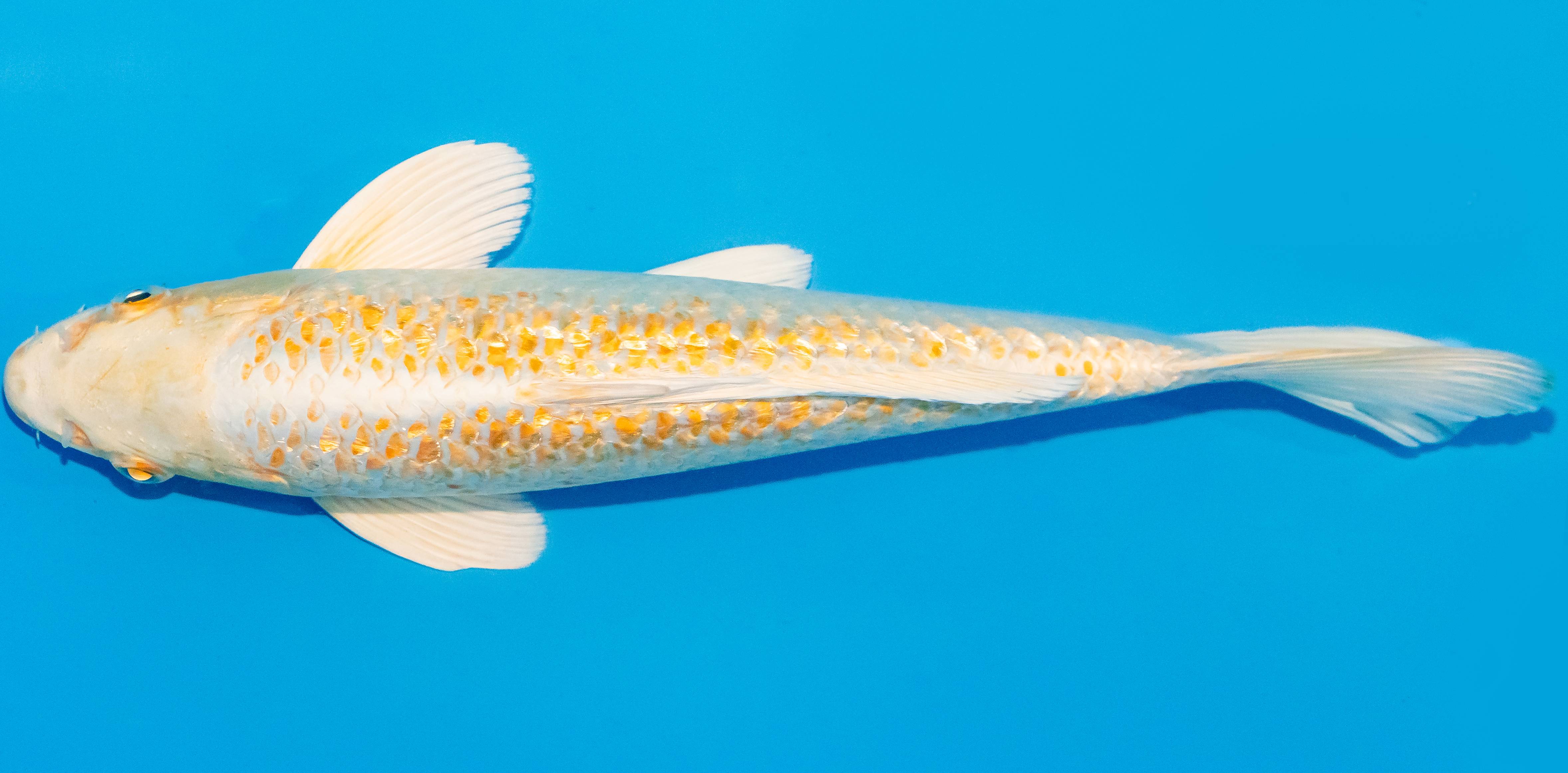 Koi 25-30cm Nr. 1615