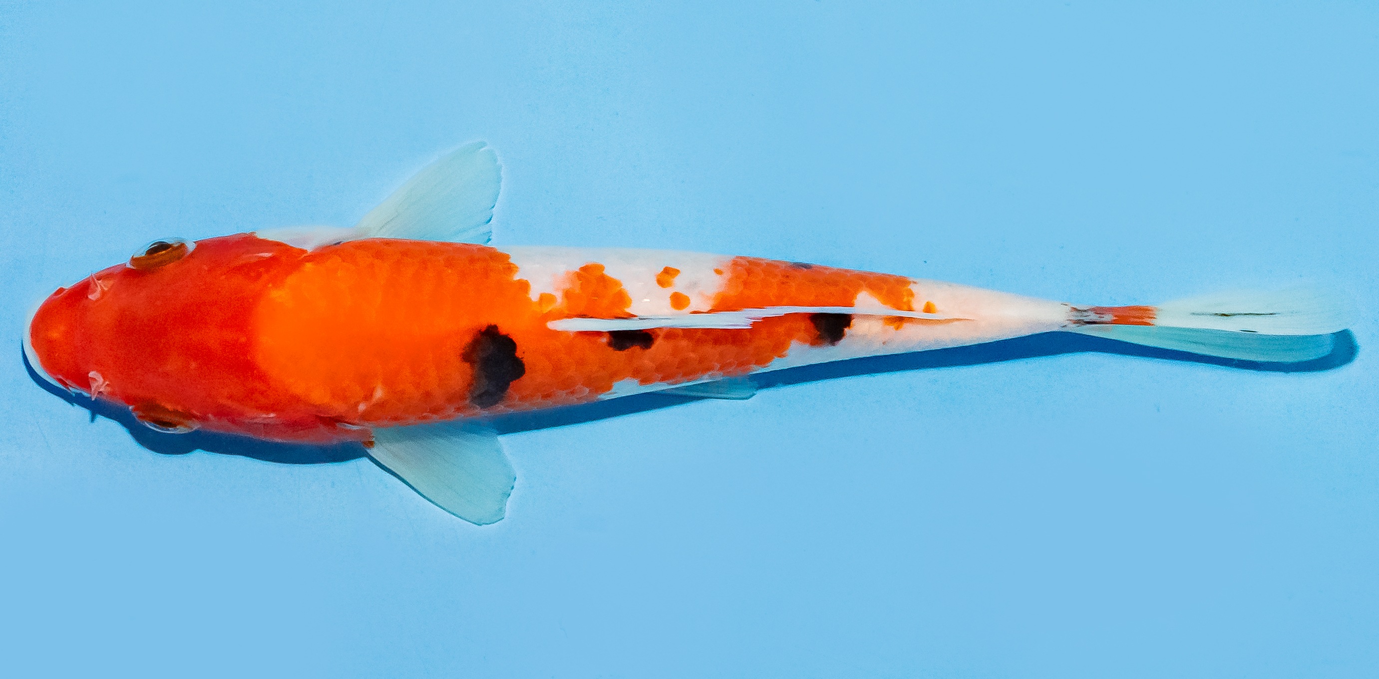 Koi 17-20cm Nr. 7797