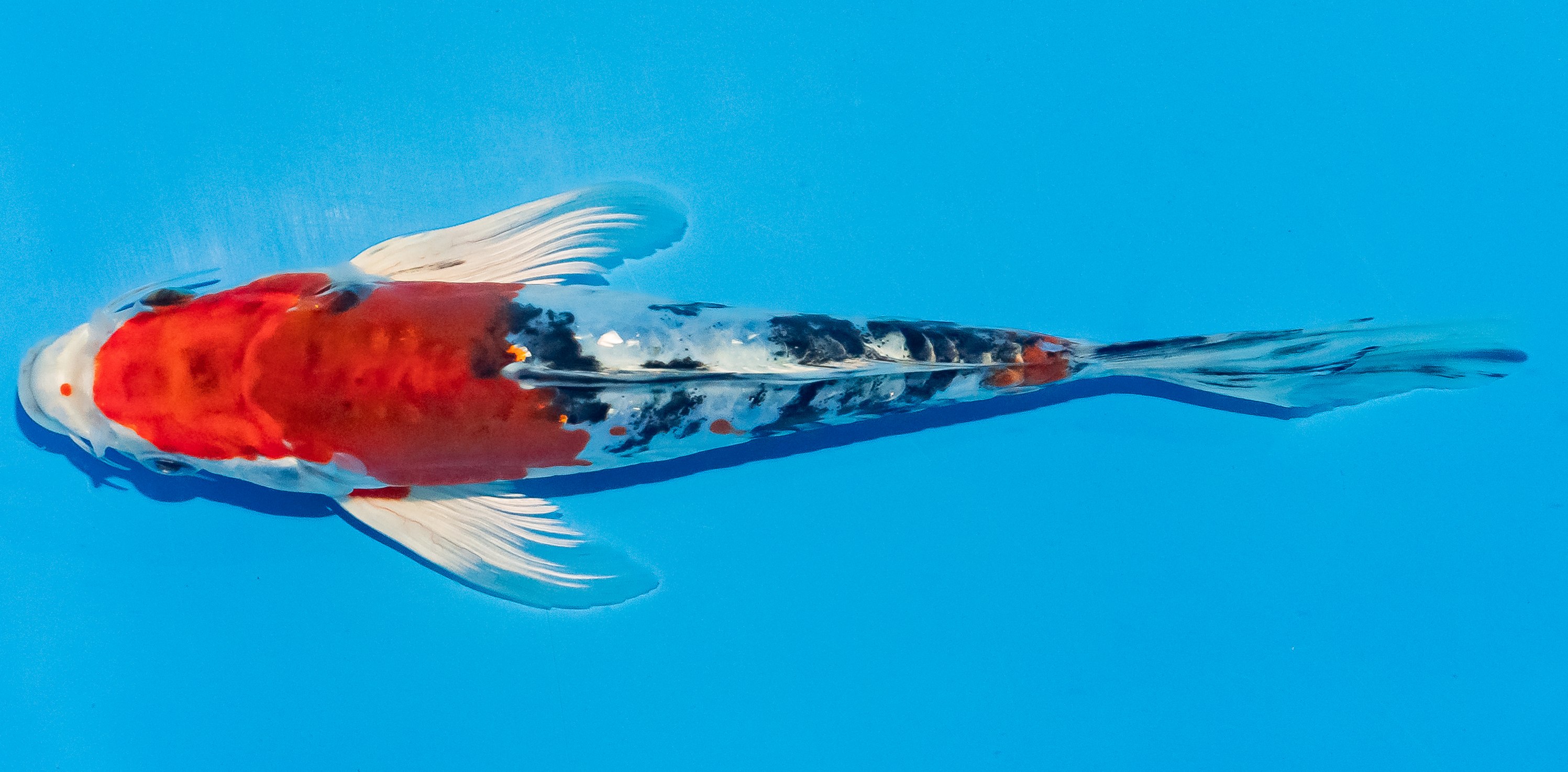 Butterfly Koi 20-25cm Nr. 3395