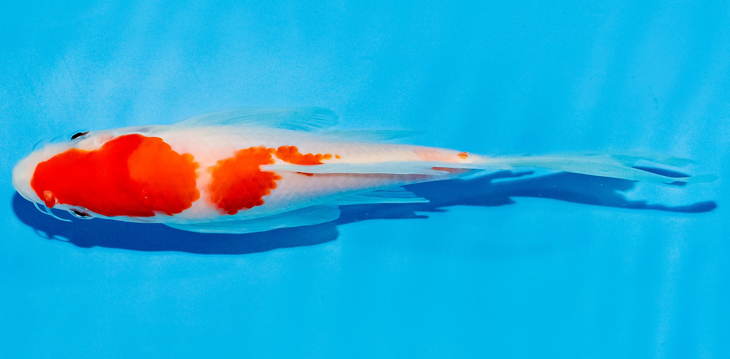 Butterfly Koi 20-25cm Nr. 5461