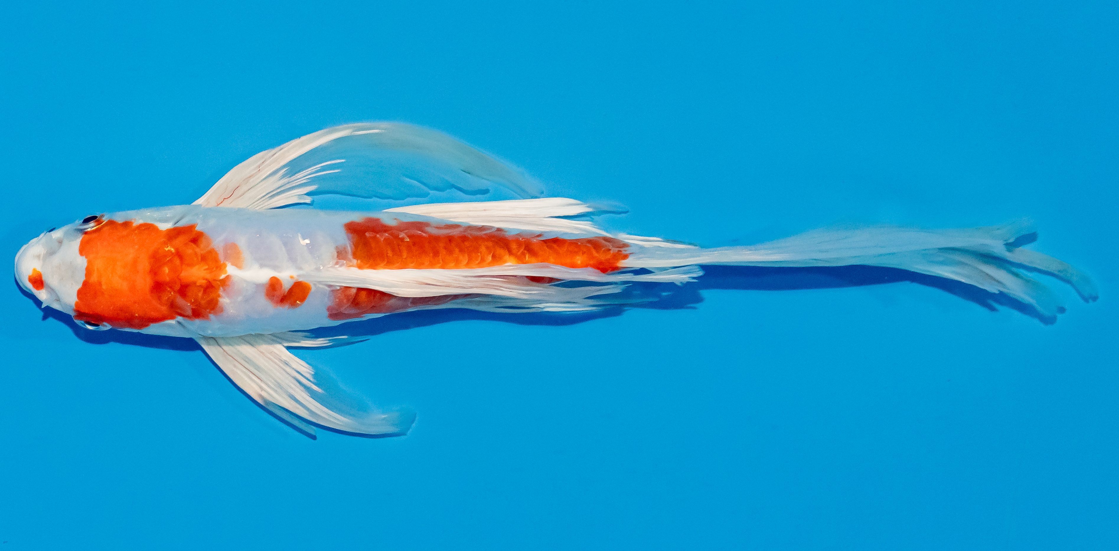 Butterfly Koi 25-30cm Nr. 2380