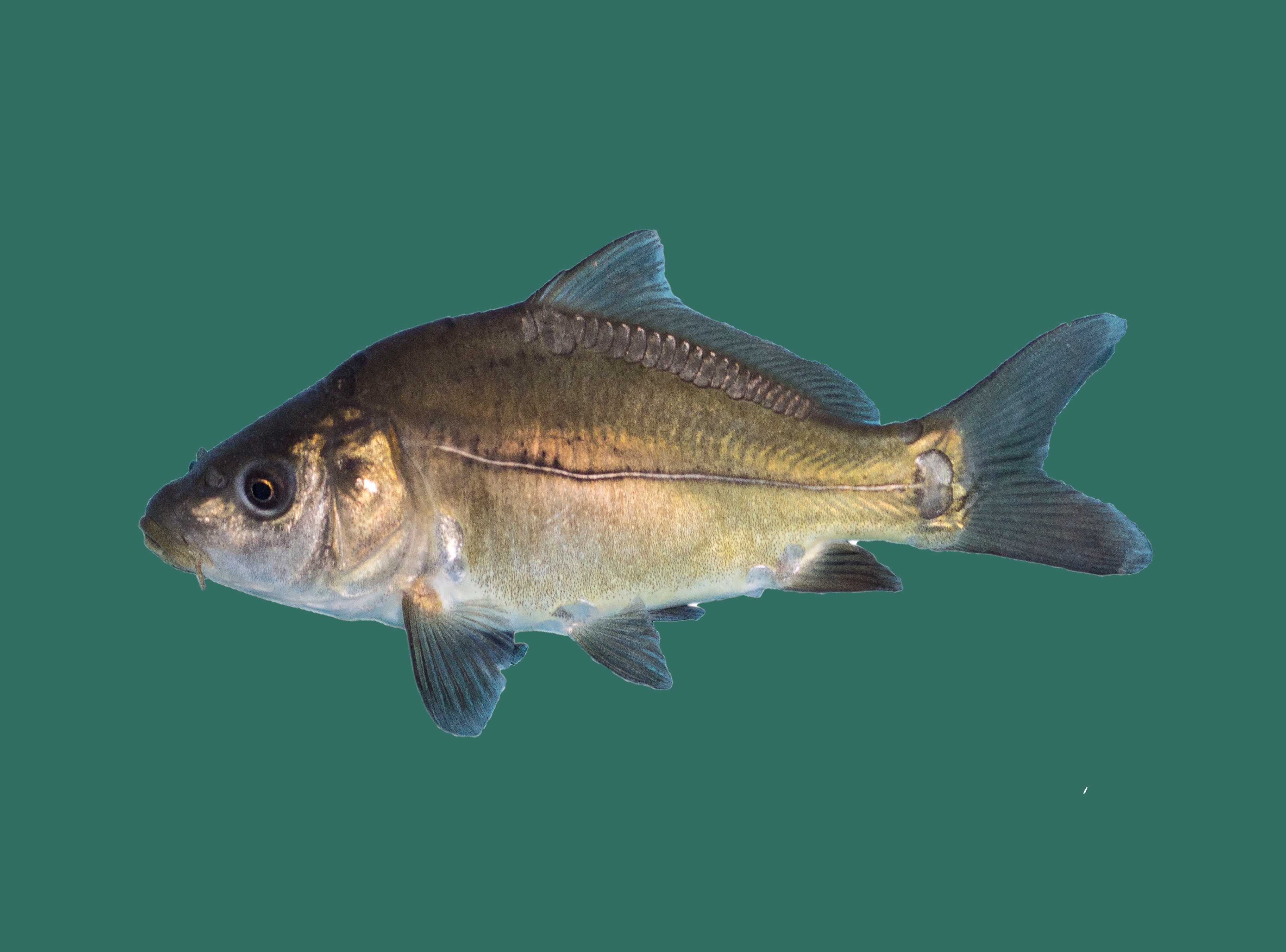 Spiegelkarpfen kaufen - Teichfische online