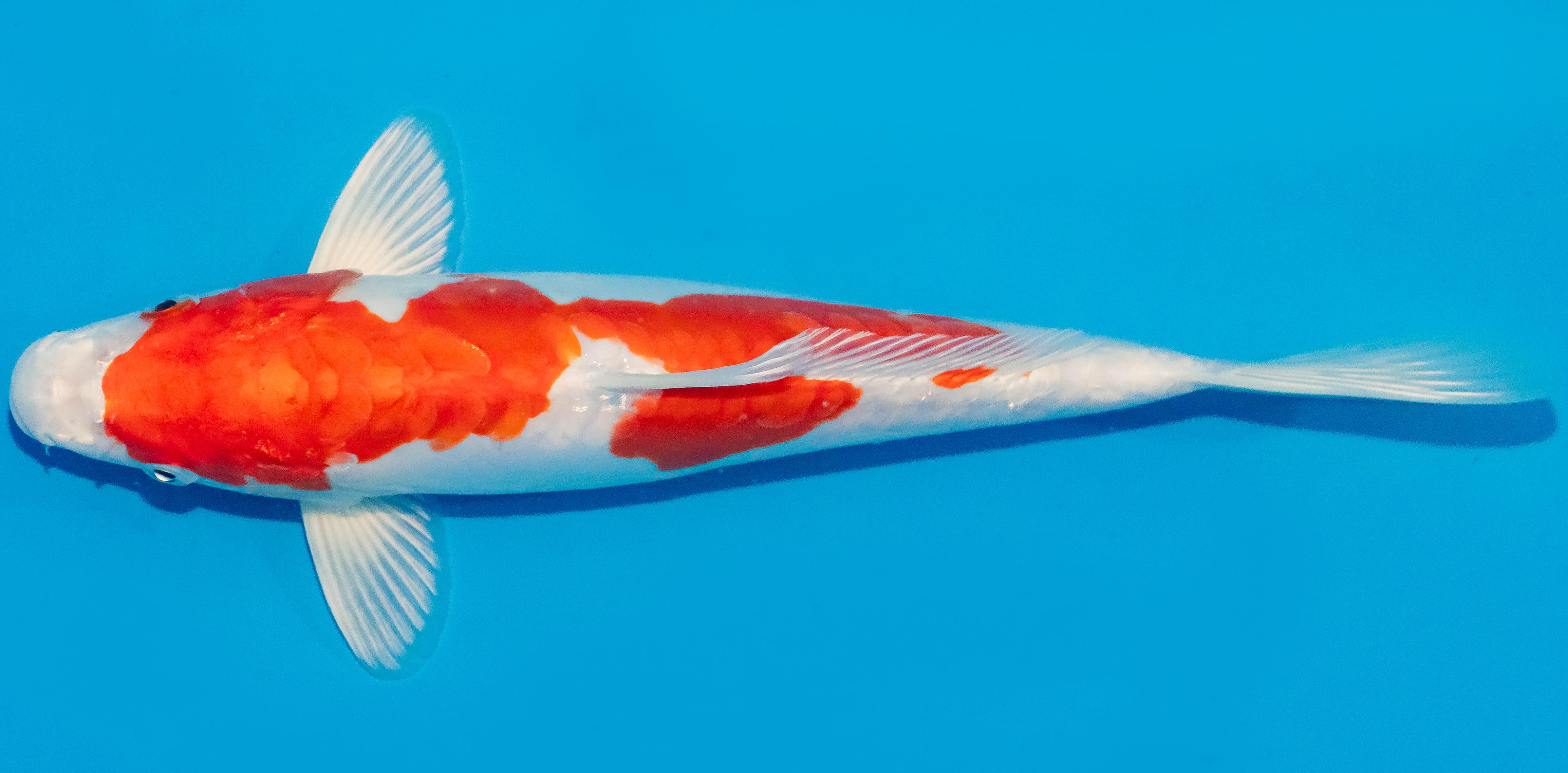 Koi 25-30cm Nr. 1575