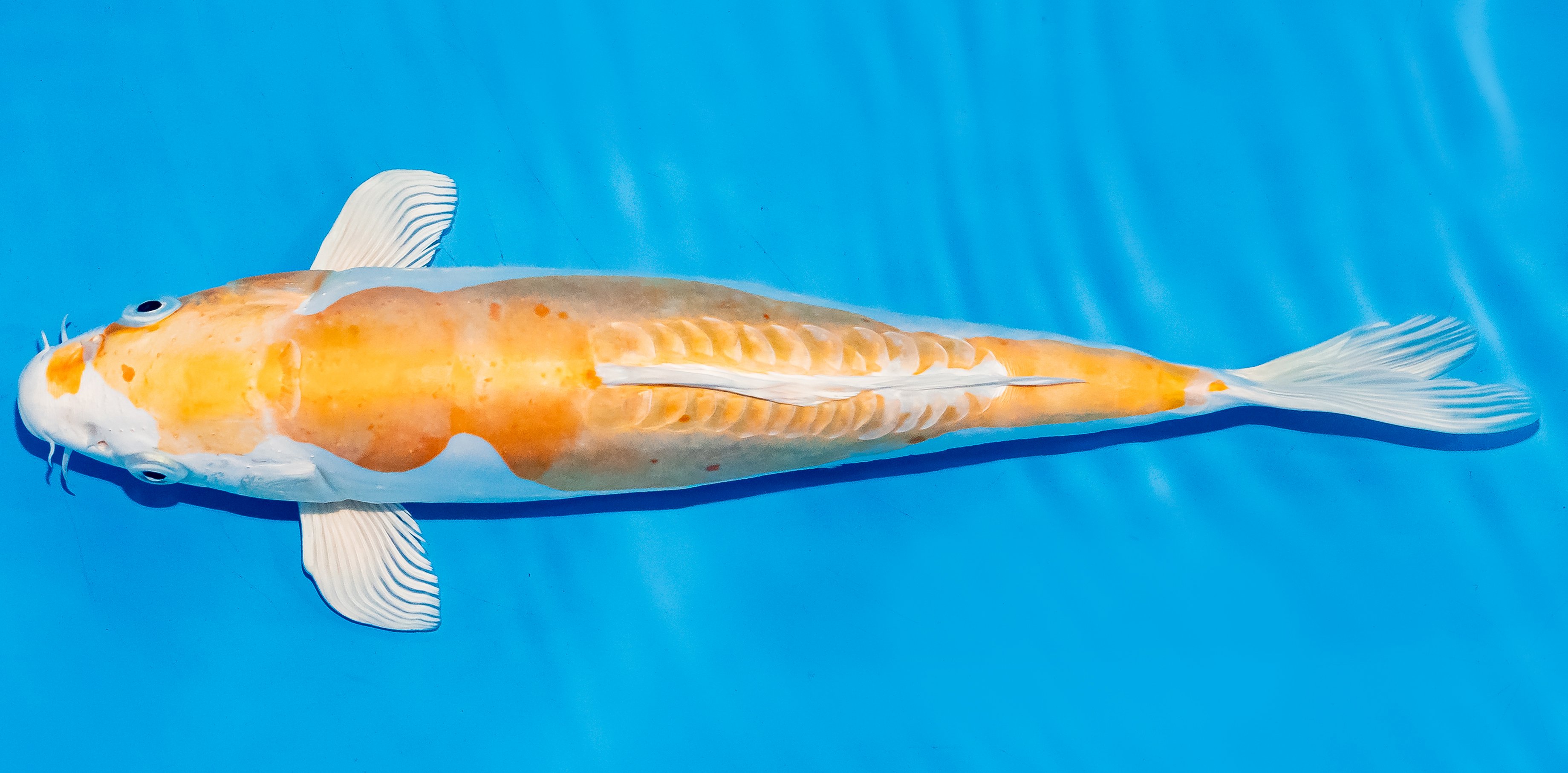 Koi 25-30cm Nr. 7909