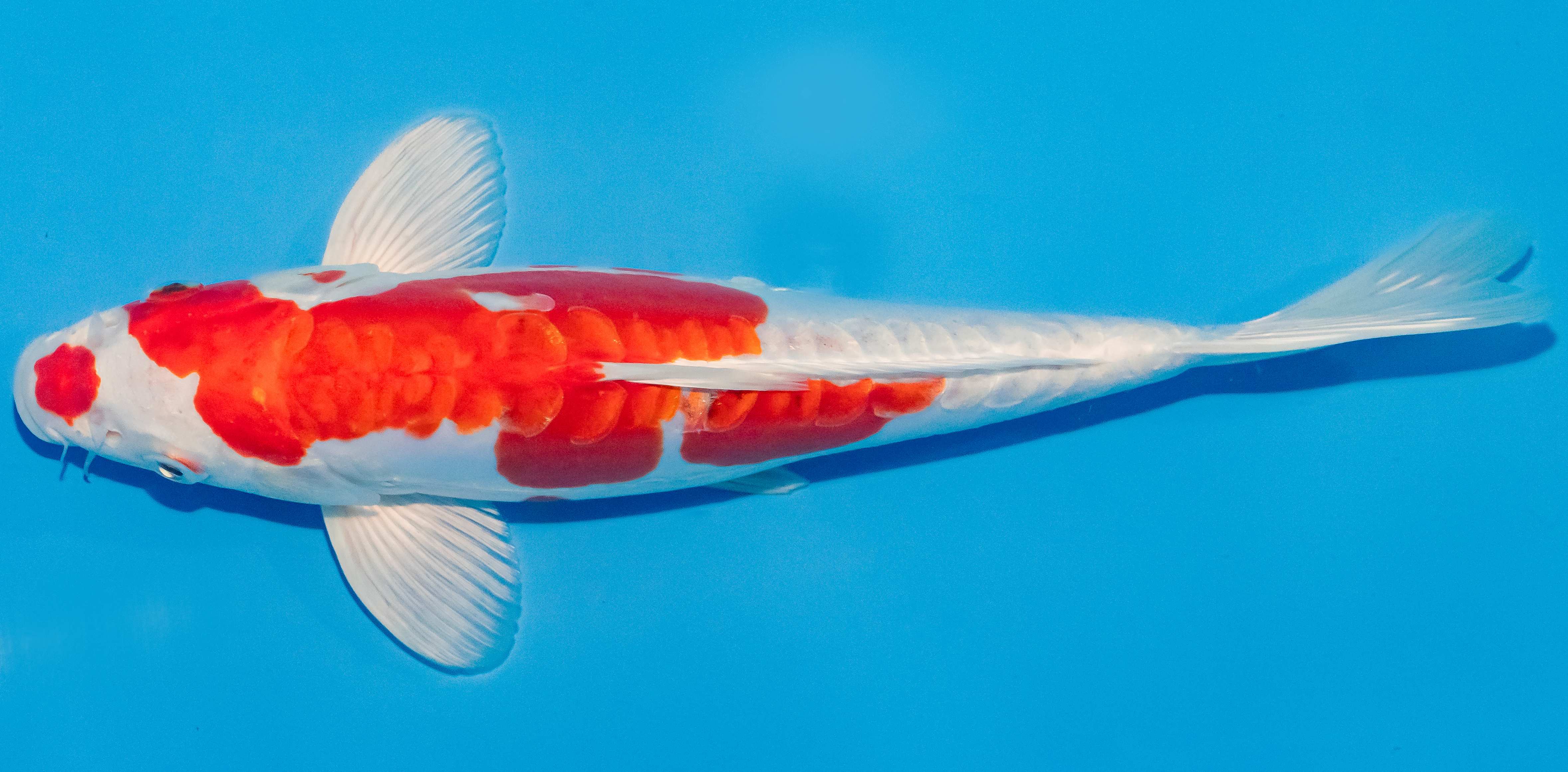 Koi 25-30cm Nr. 1564