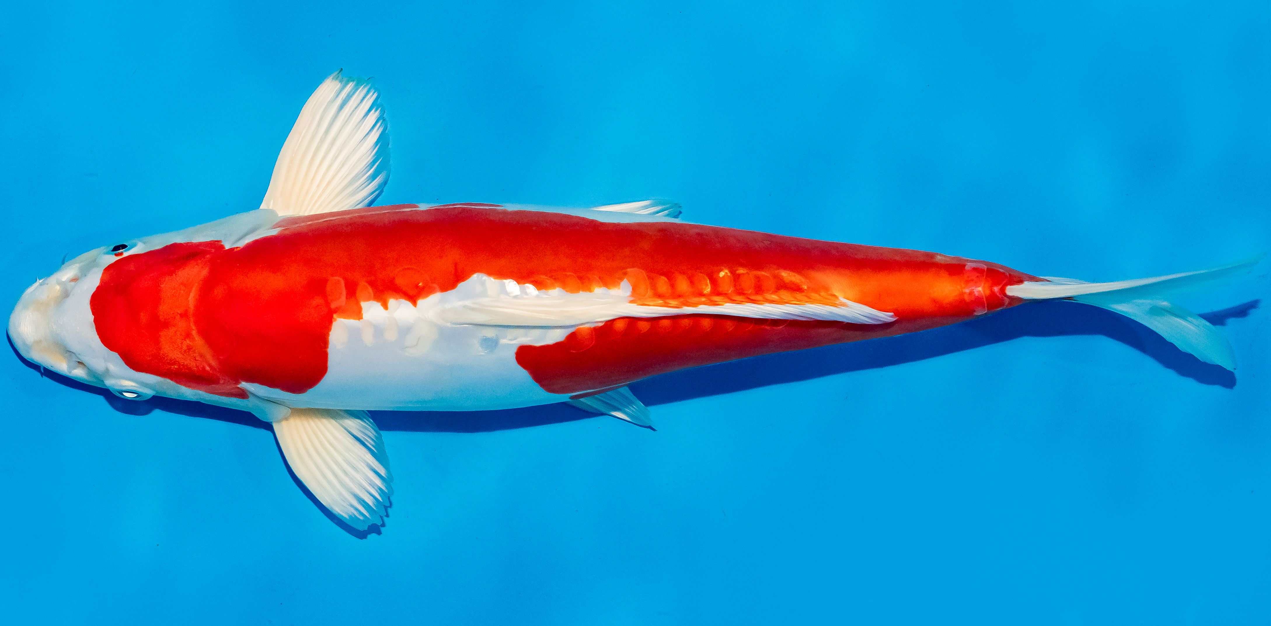 Koi 35-40cm Nr. 5001