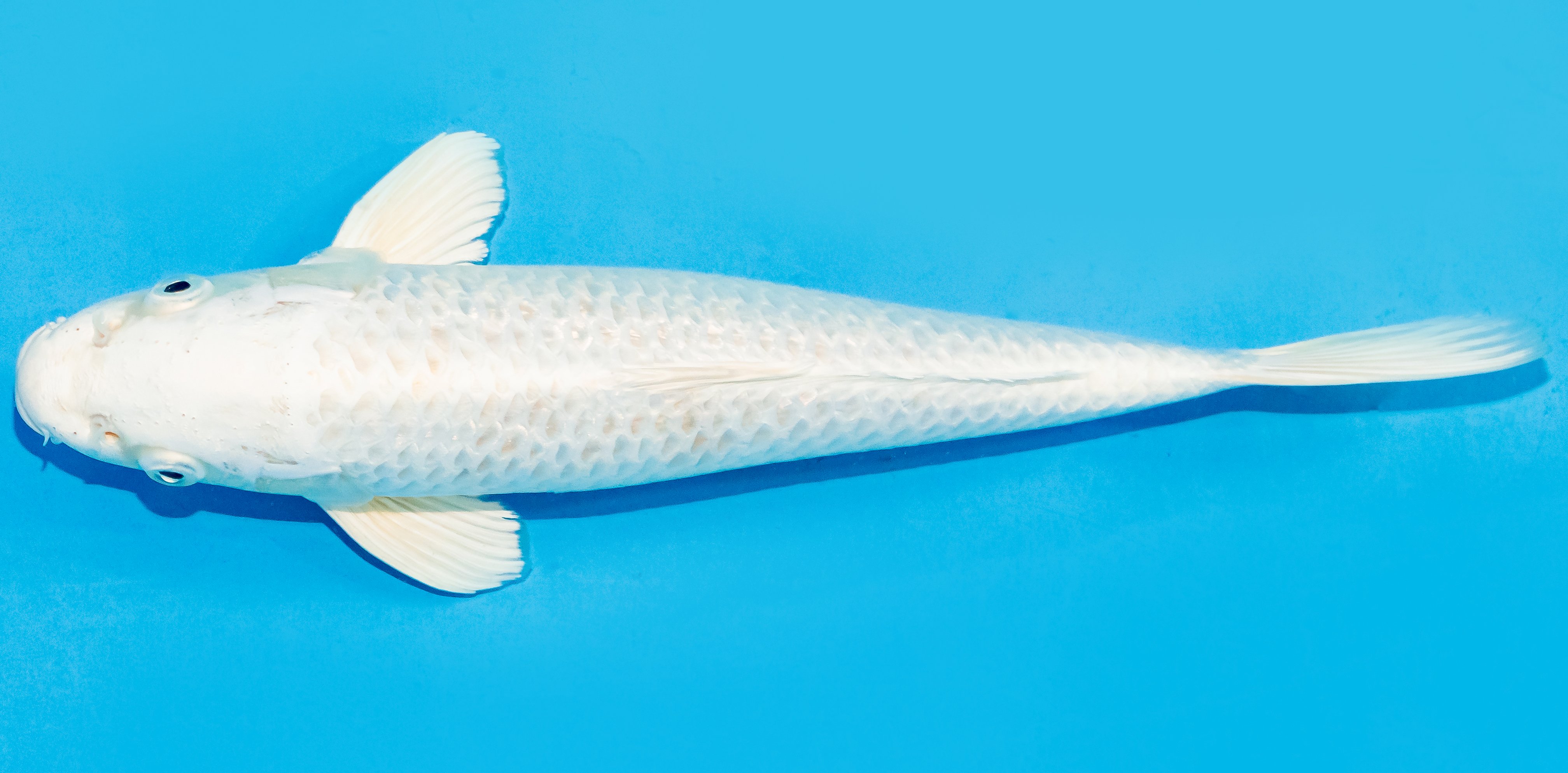 Koi 30-35cm Nr. 7649
