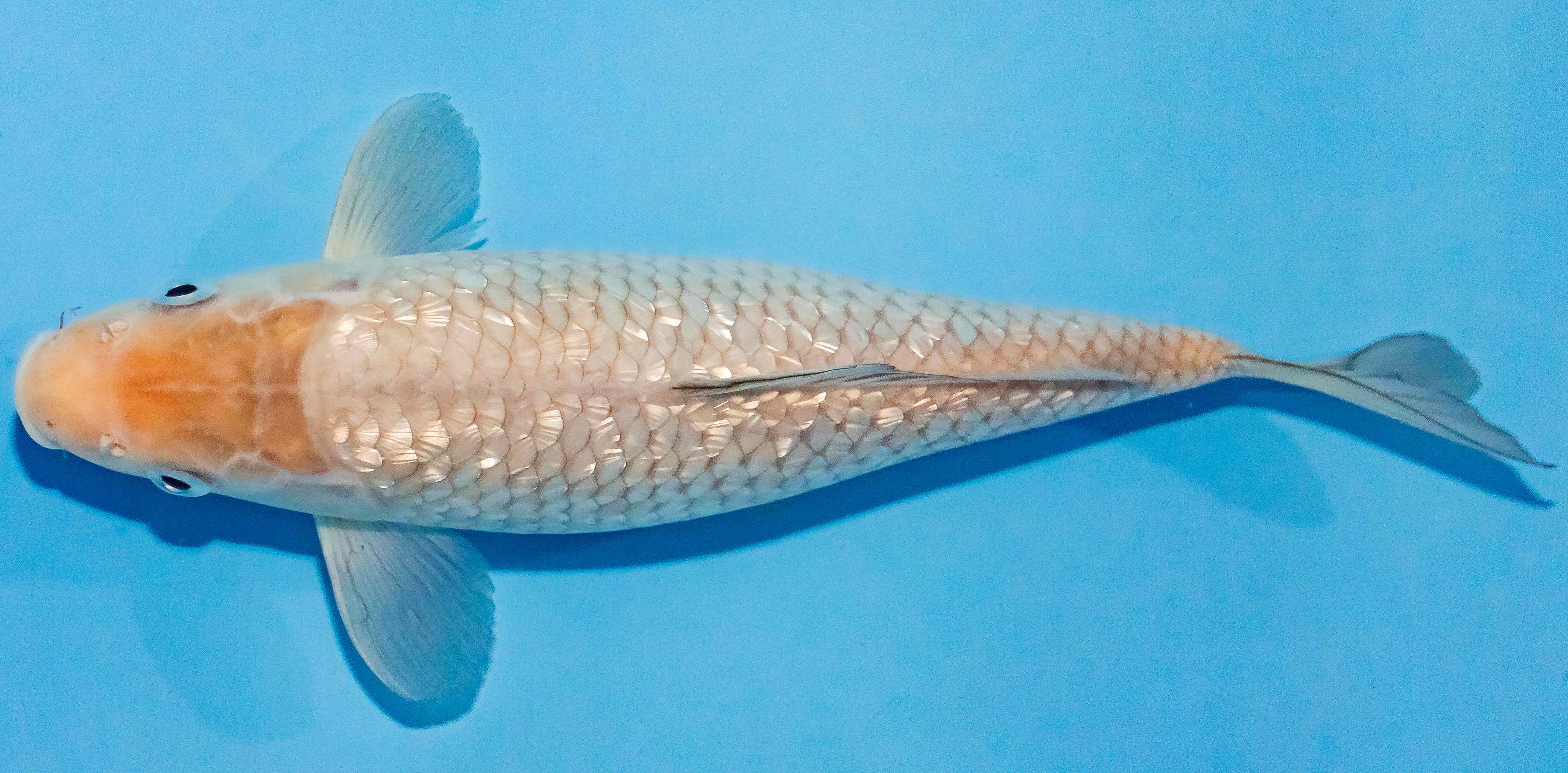 Koi 25-30cm Nr. 1571