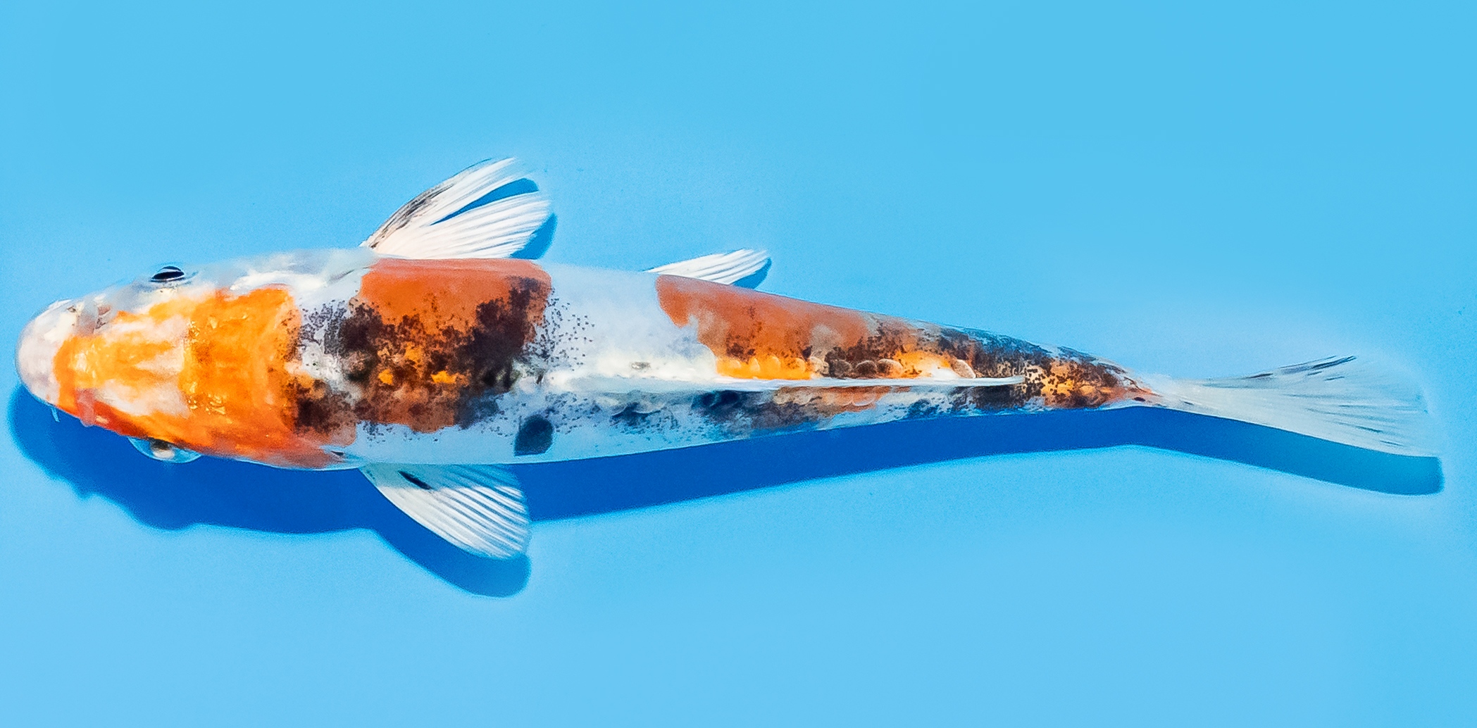 Koi 14-17cm Nr. 8132