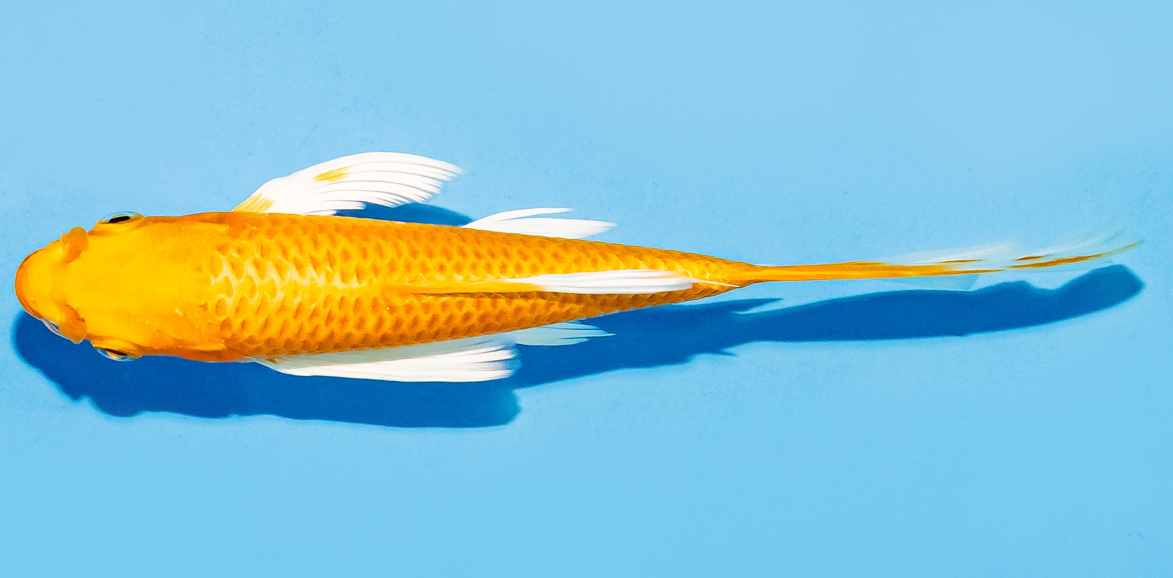 Butterfly Koi 14-17cm Nr. 8217