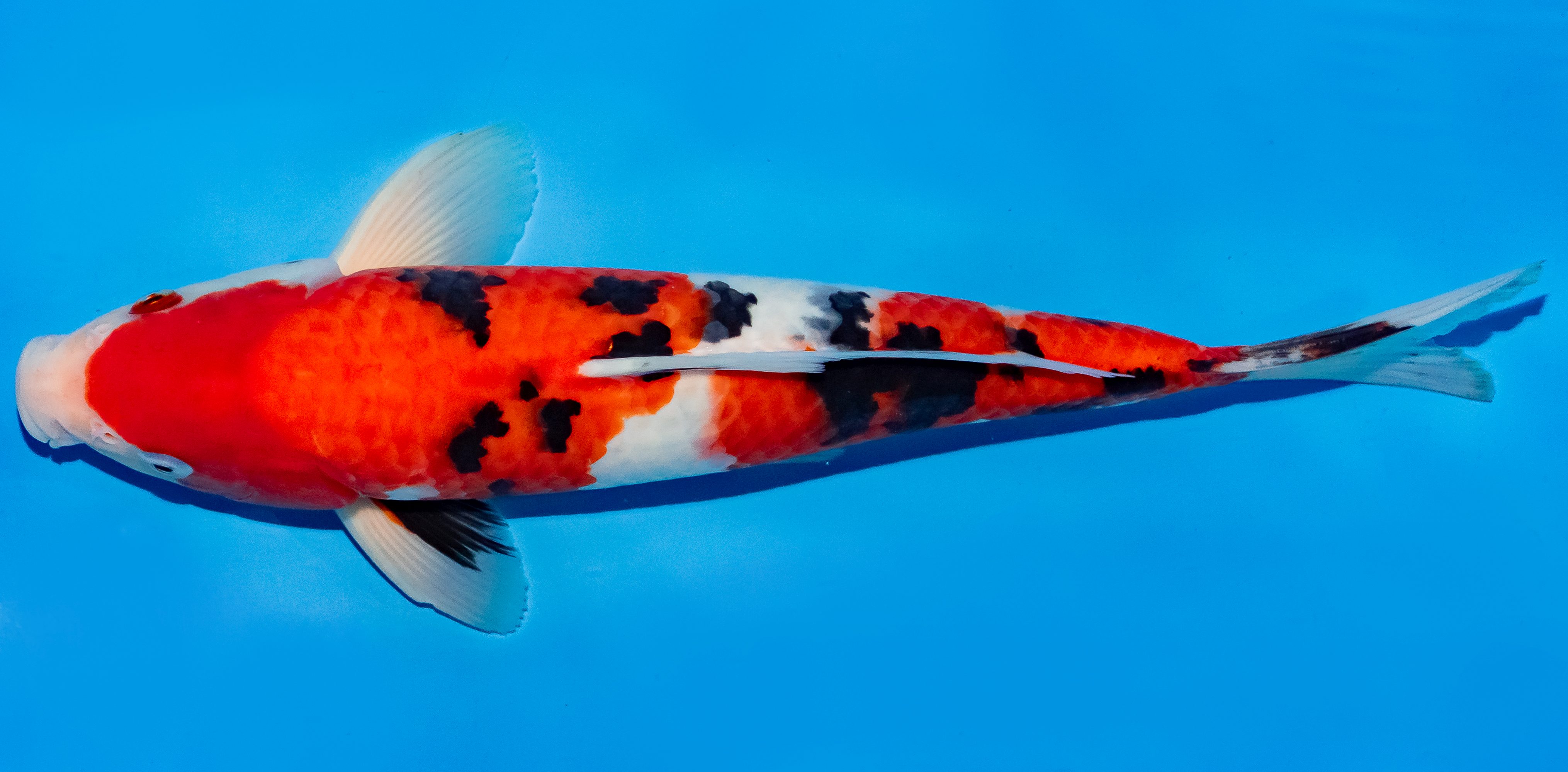 Koi 30-35cm Nr. 6307