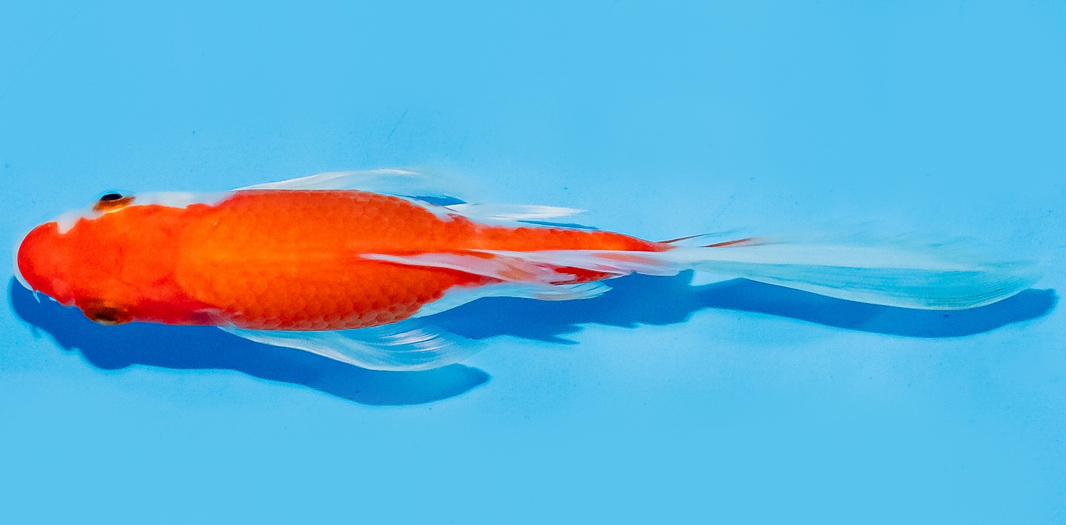 Butterfly Koi 14-17cm Nr. 7415