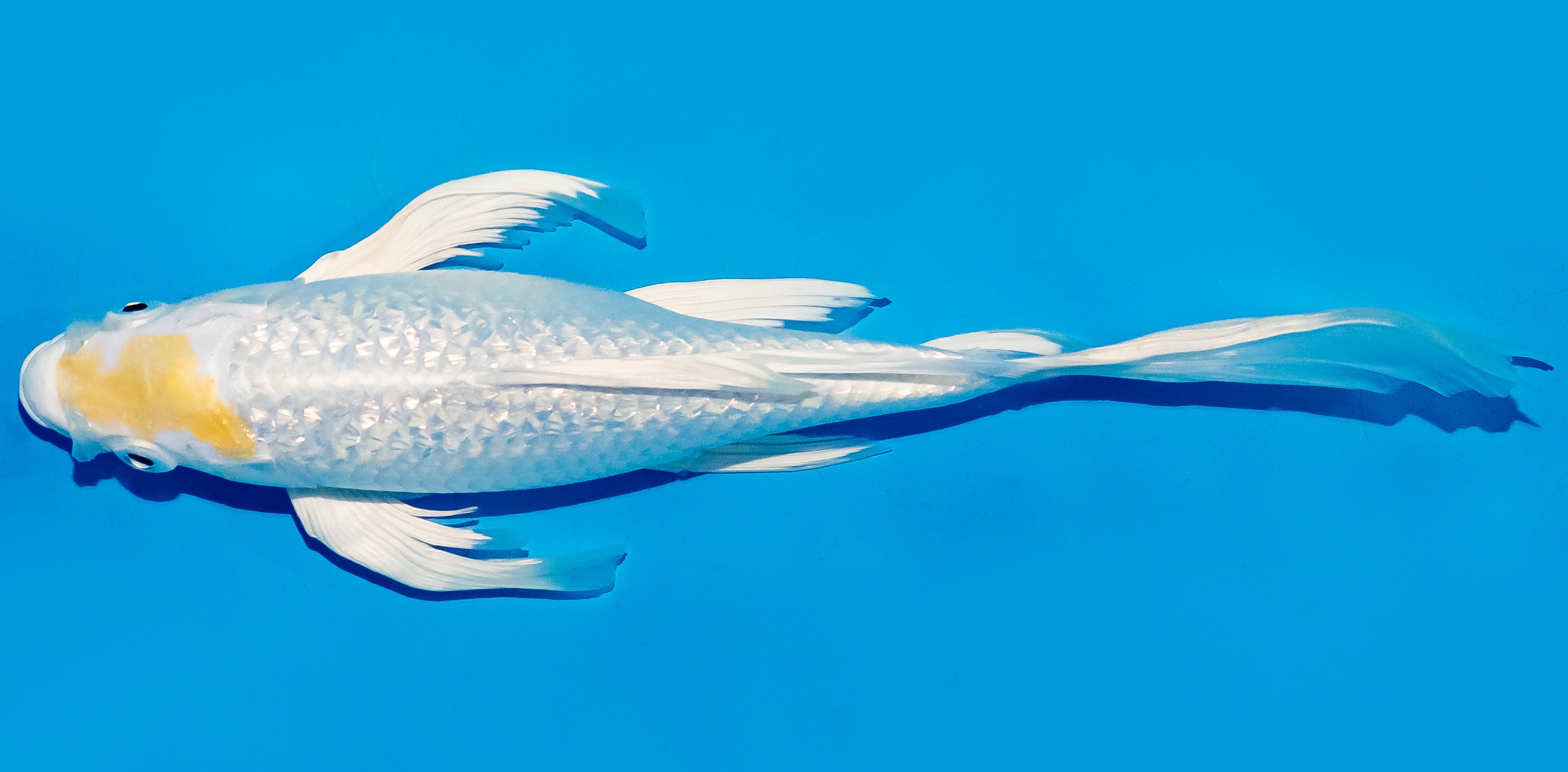 Butterfly Koi 25-30cm Nr. 5643