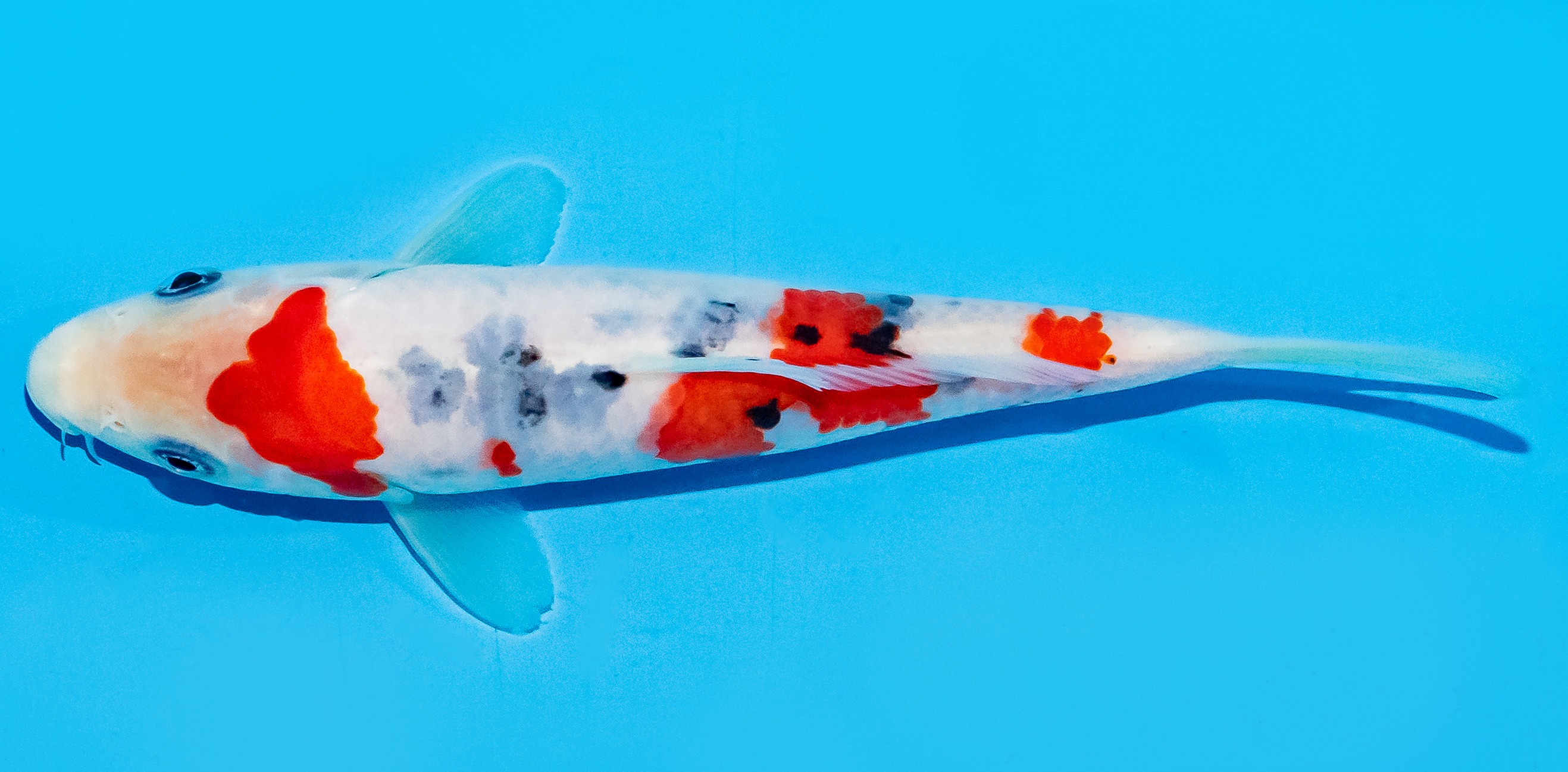 Koi 17-20cm Nr. 7785