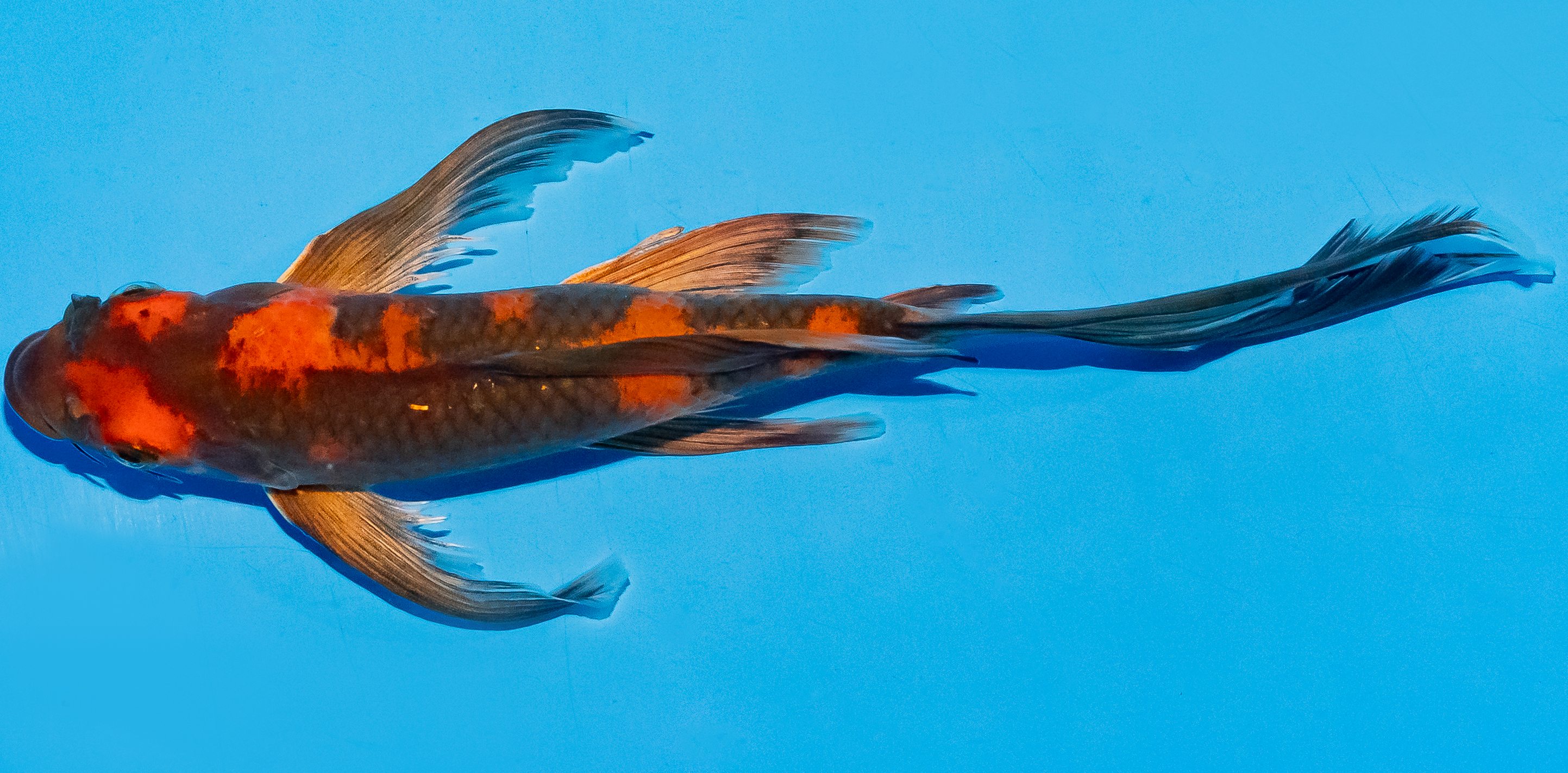 Butterfly Koi 20-25cm Nr. 8513