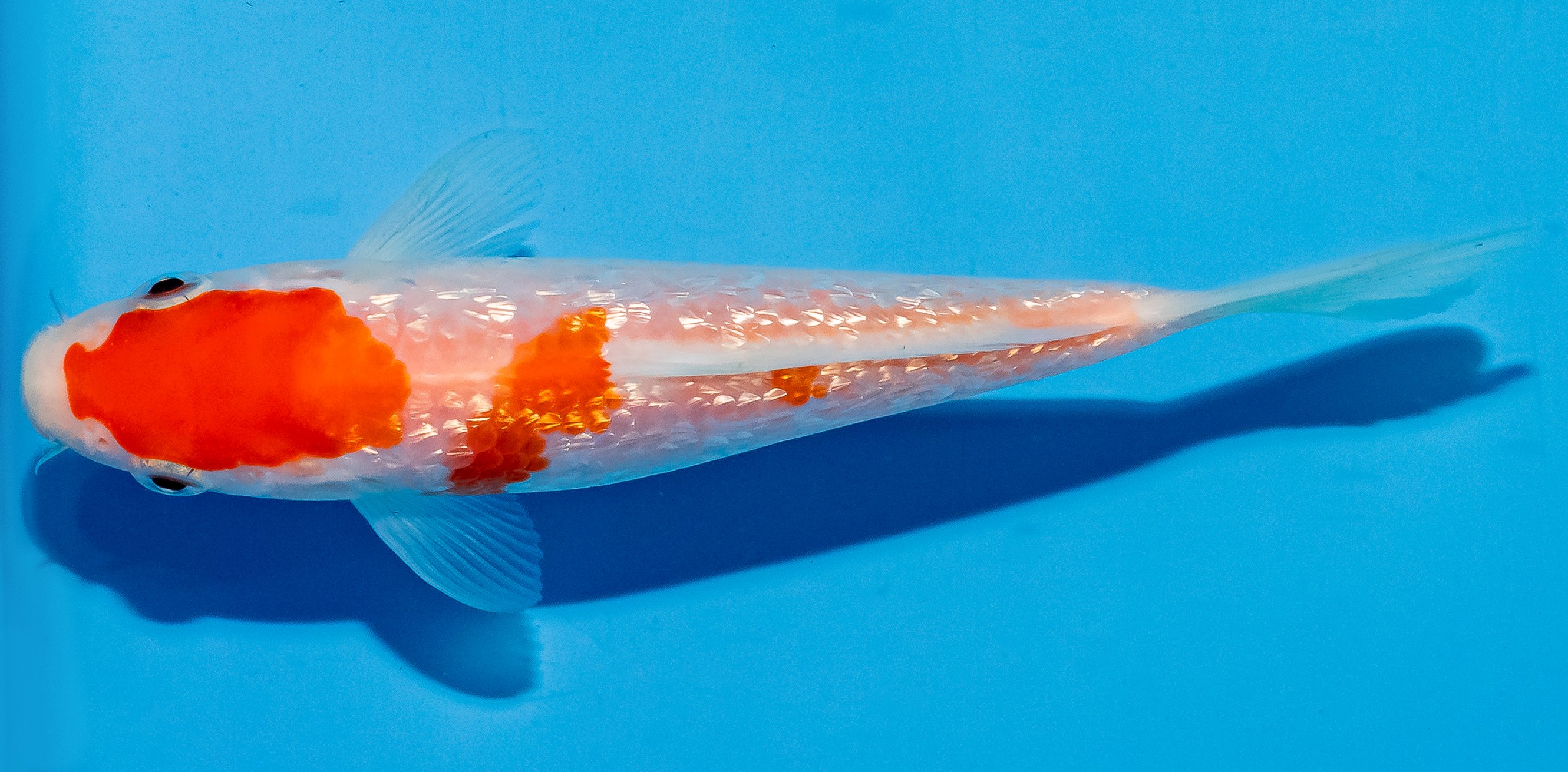 Koi 14-17cm Nr. 4740