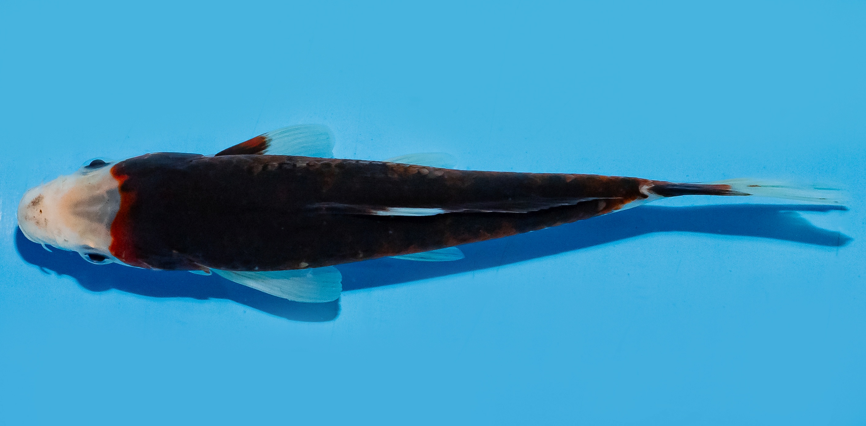 Koi 20-25cm Nr. 8636