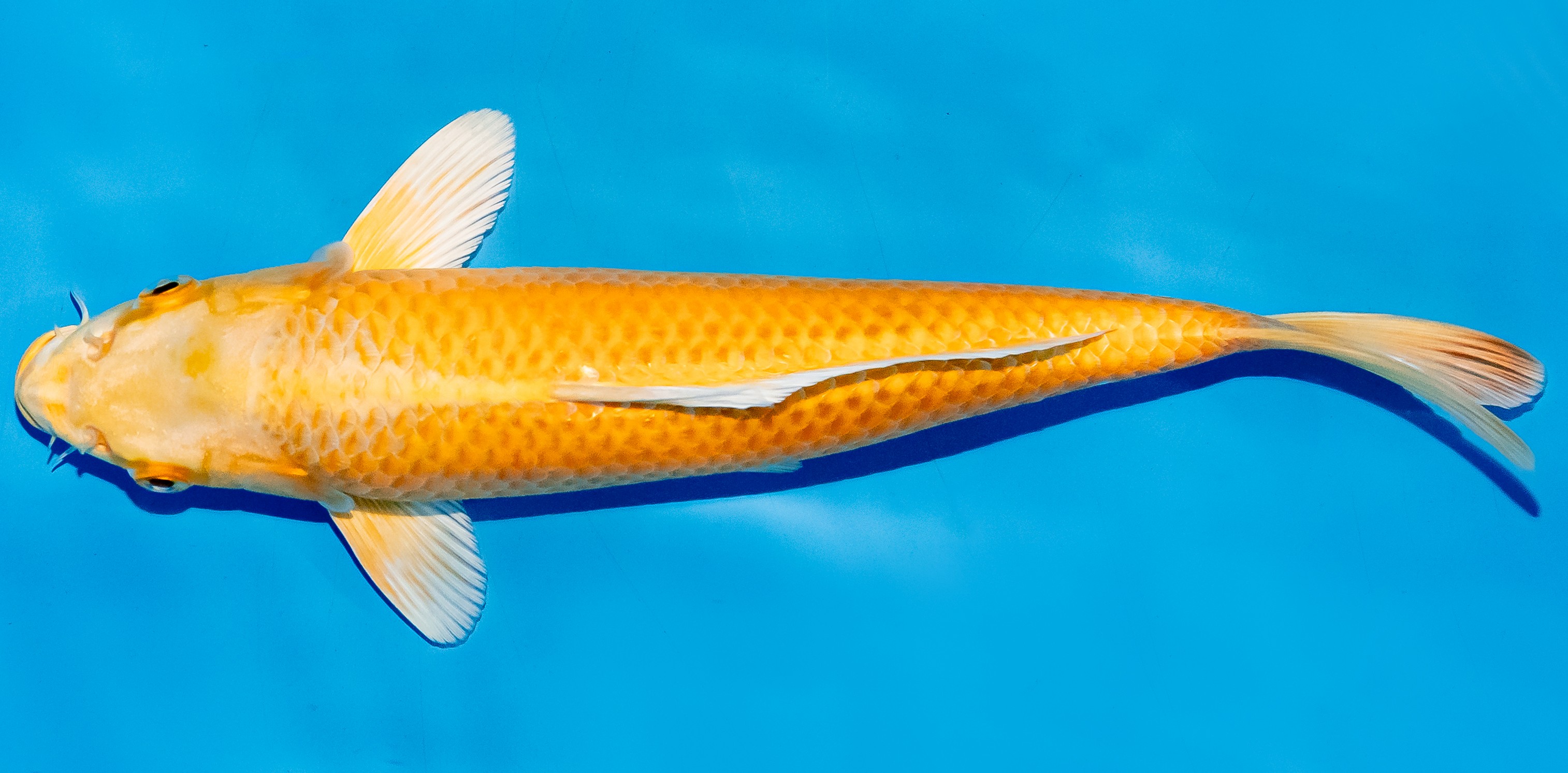 Koi 25-30cm Nr. 5213