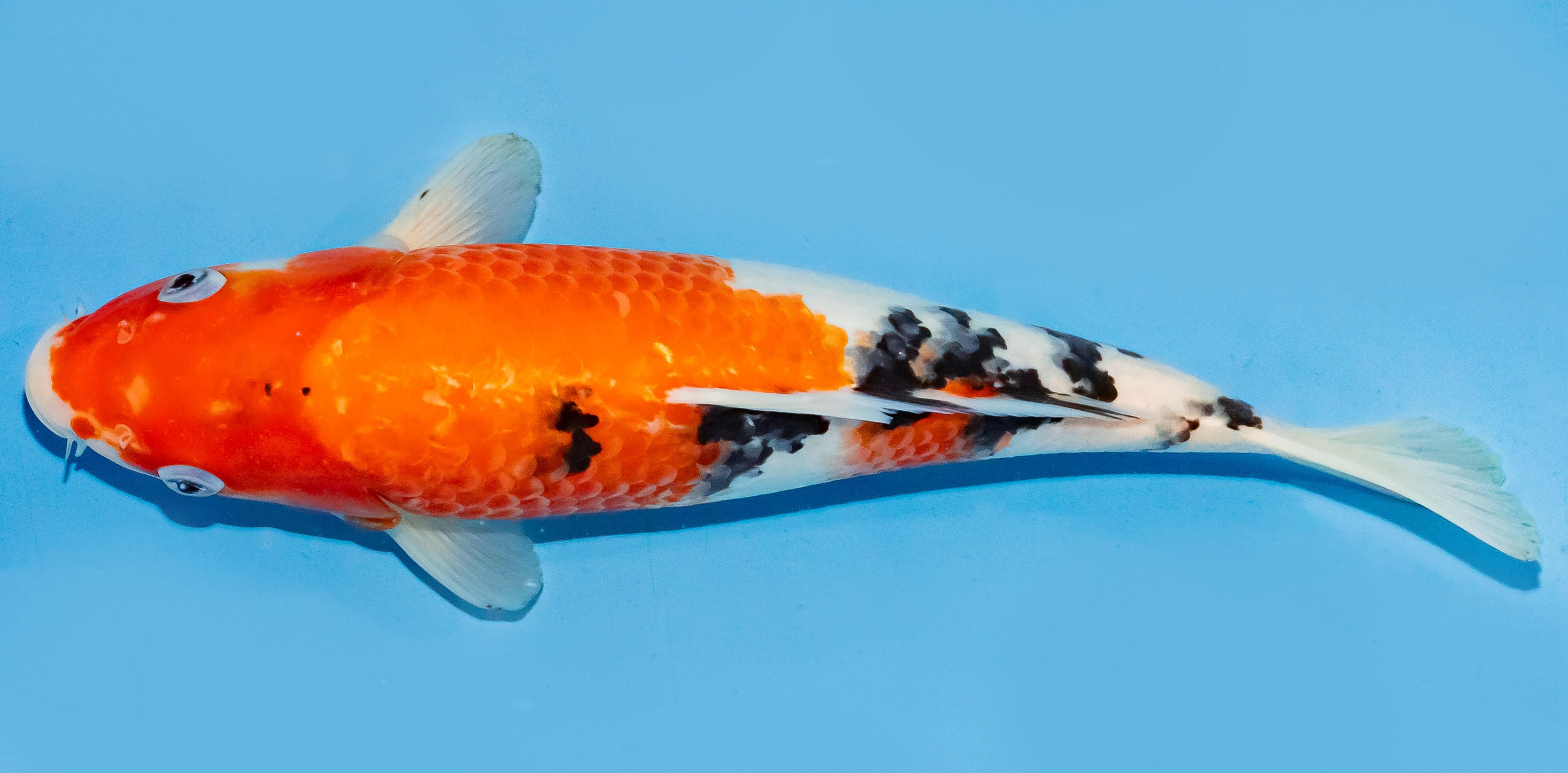 Koi 30-35cm Nr. 7609