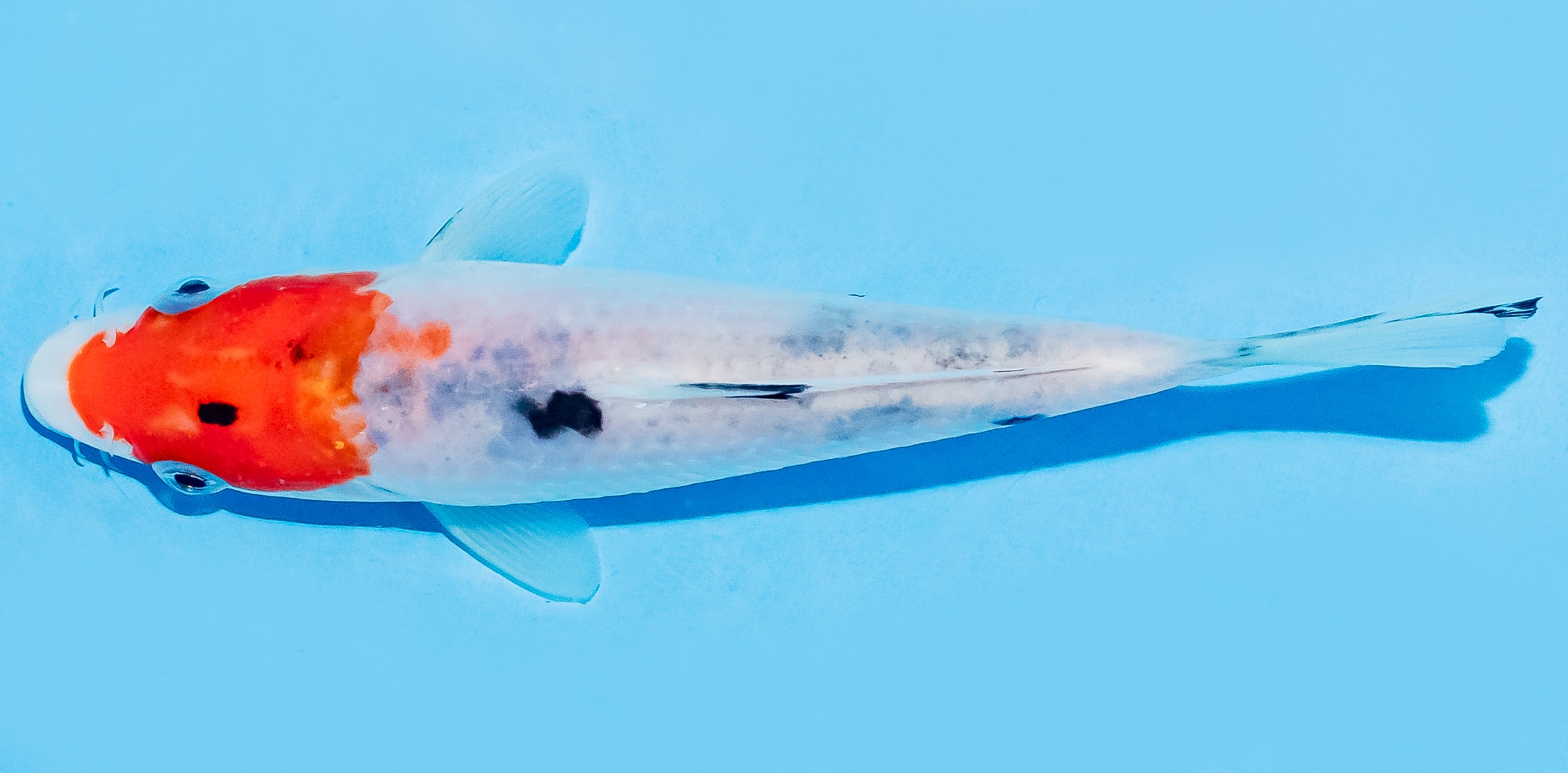 Koi 14-17cm Nr. 7010