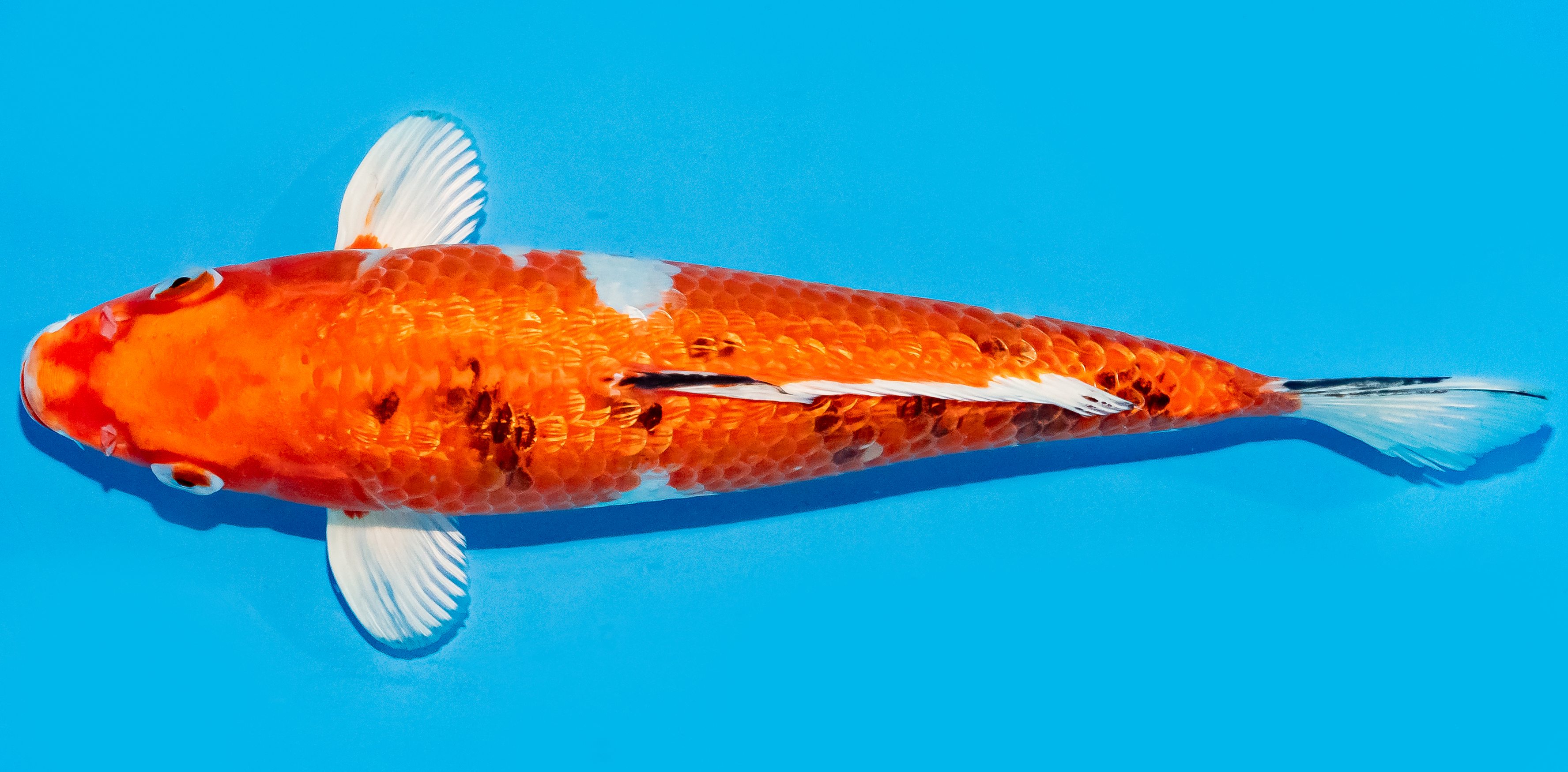 Koi 30-35cm Nr. 7619