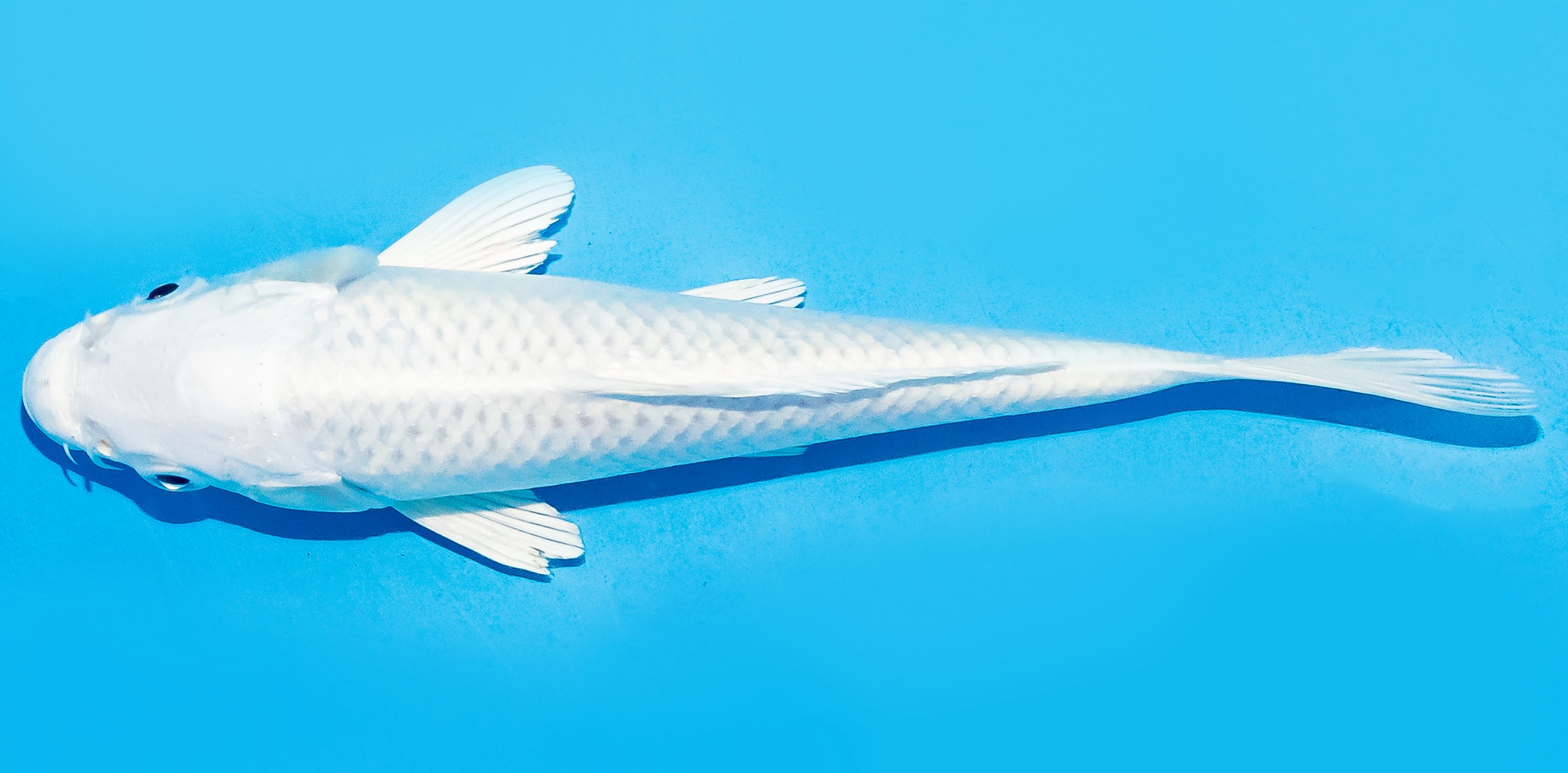 Koi 17-20cm Nr. 8705