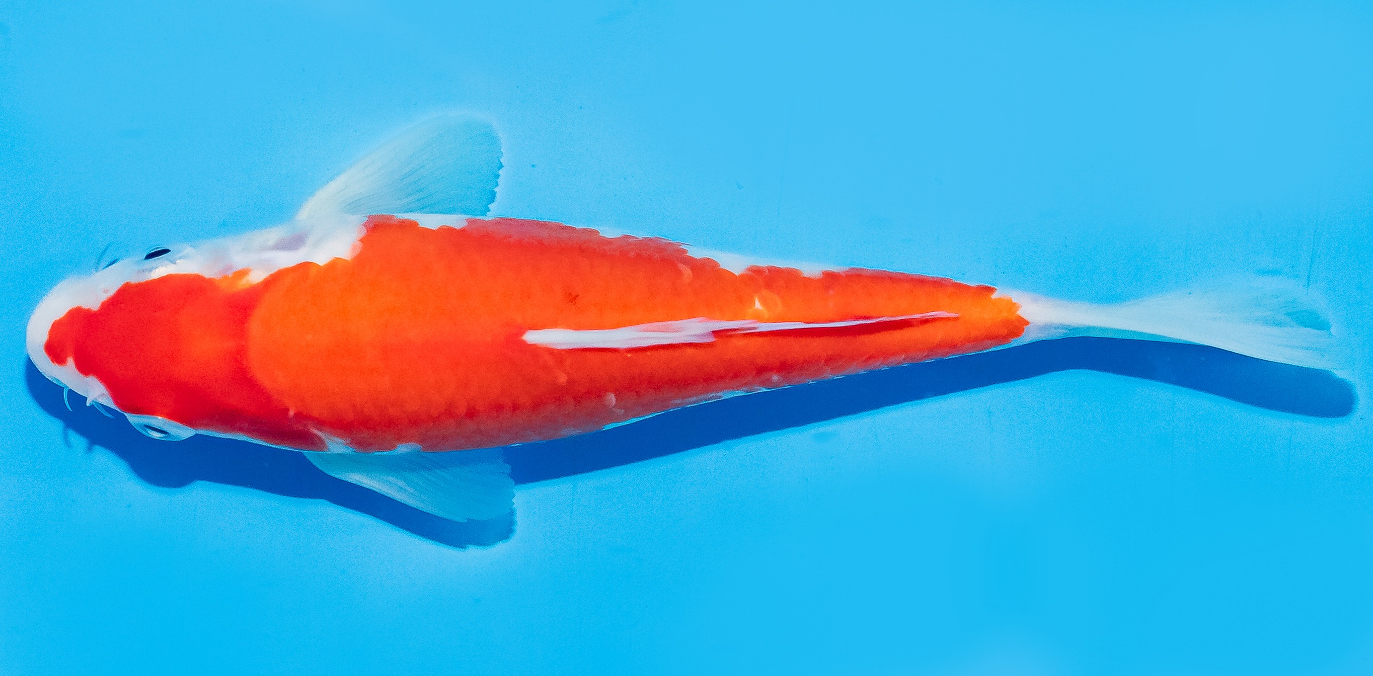 Koi 17-20cm Nr. 6561