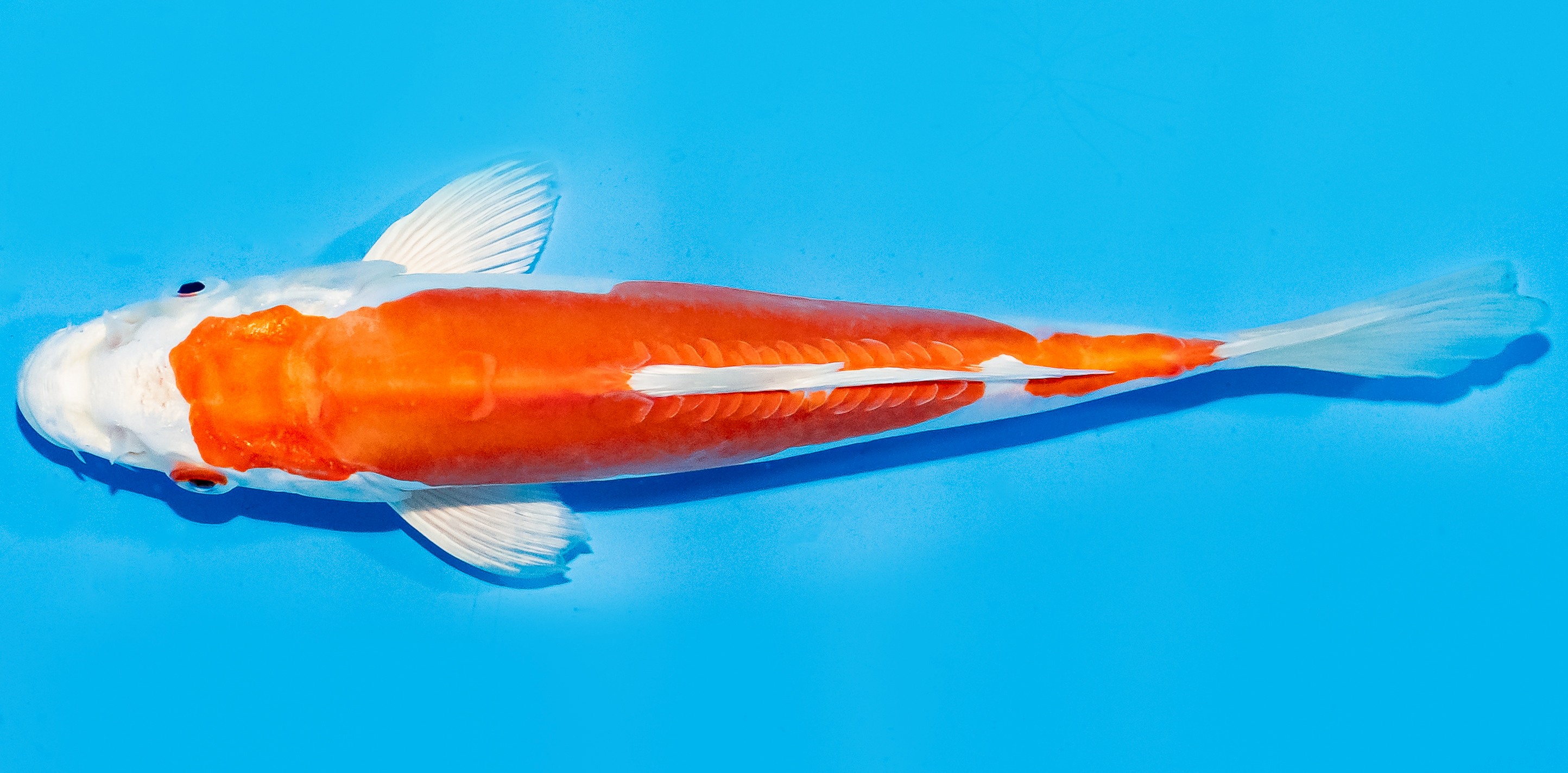 Koi 20-25cm Nr. 7538