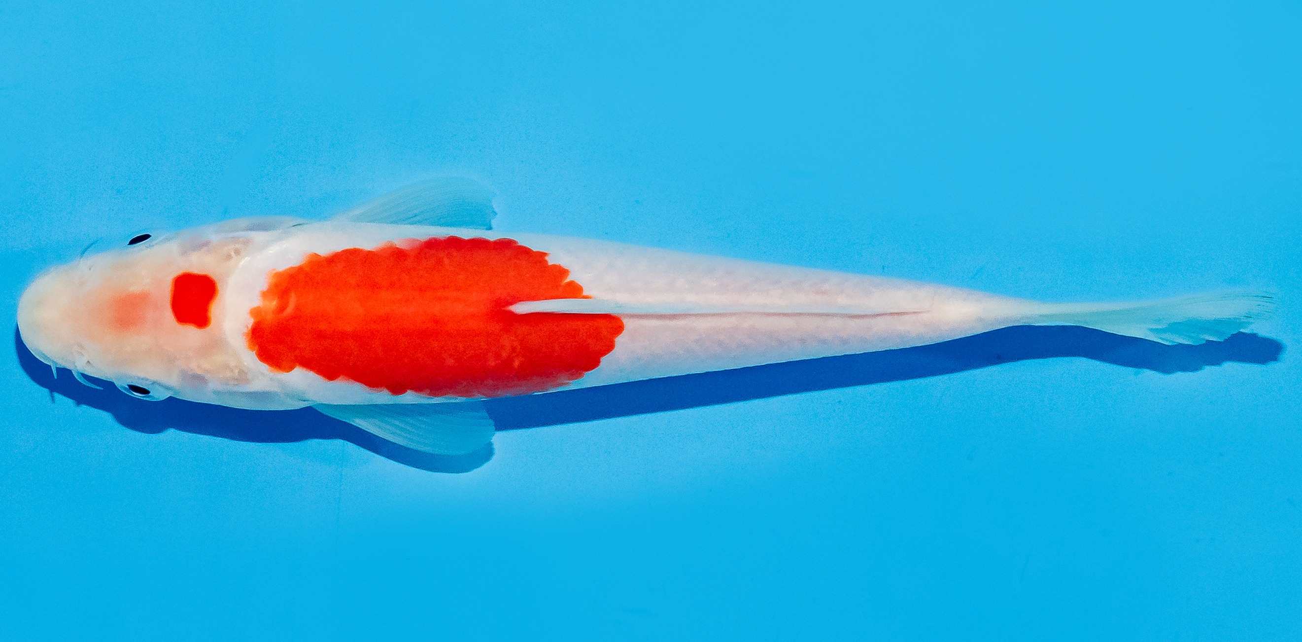 Koi 17-20cm Nr. 7781